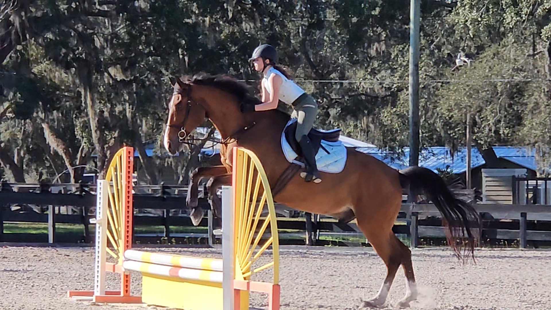 Help Gwen Achieve Her Equestrian Dreams campaign photo, 5 of 8