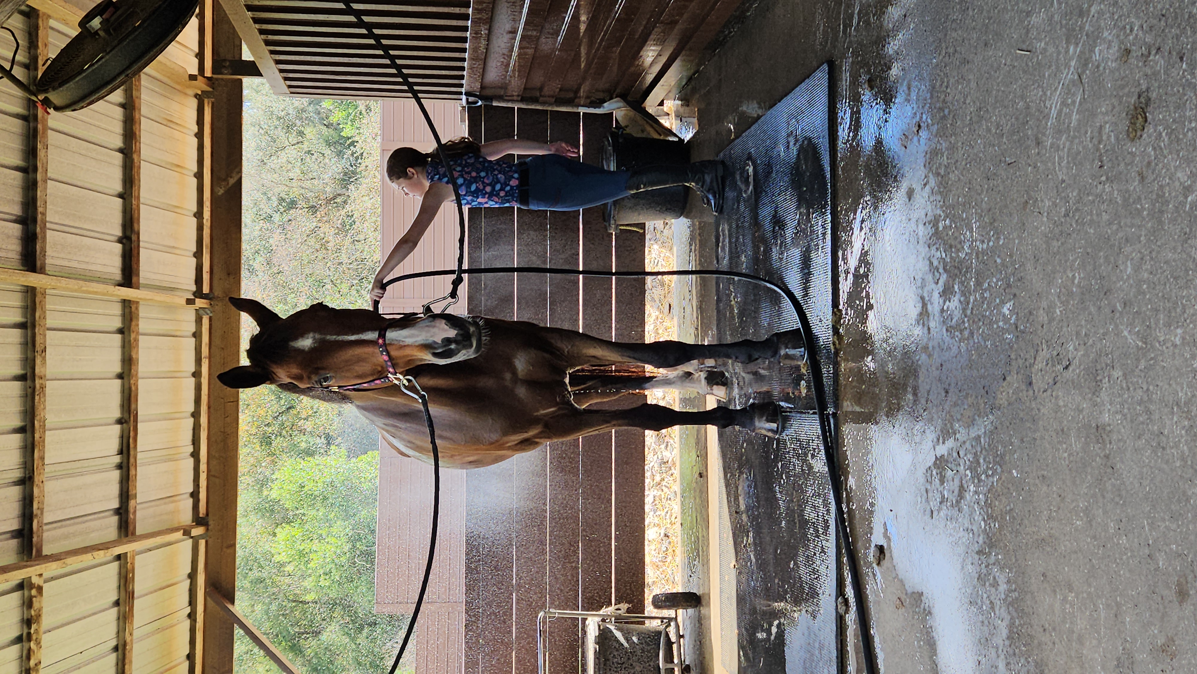 Help Gwen Achieve Her Equestrian Dreams campaign photo, 6 of 8