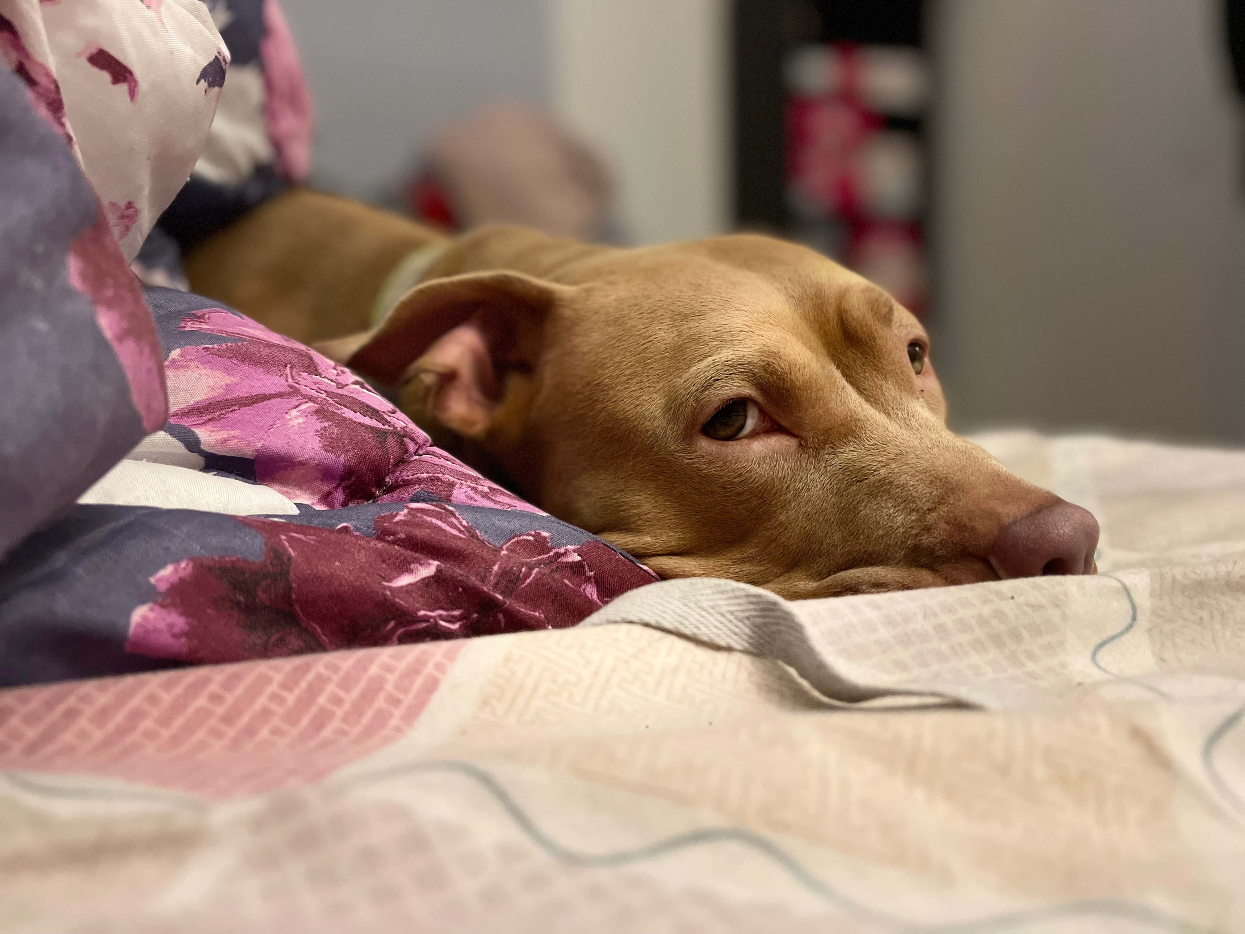 Support Luna's Life-Saving Surgery campaign photo, 4 of 8