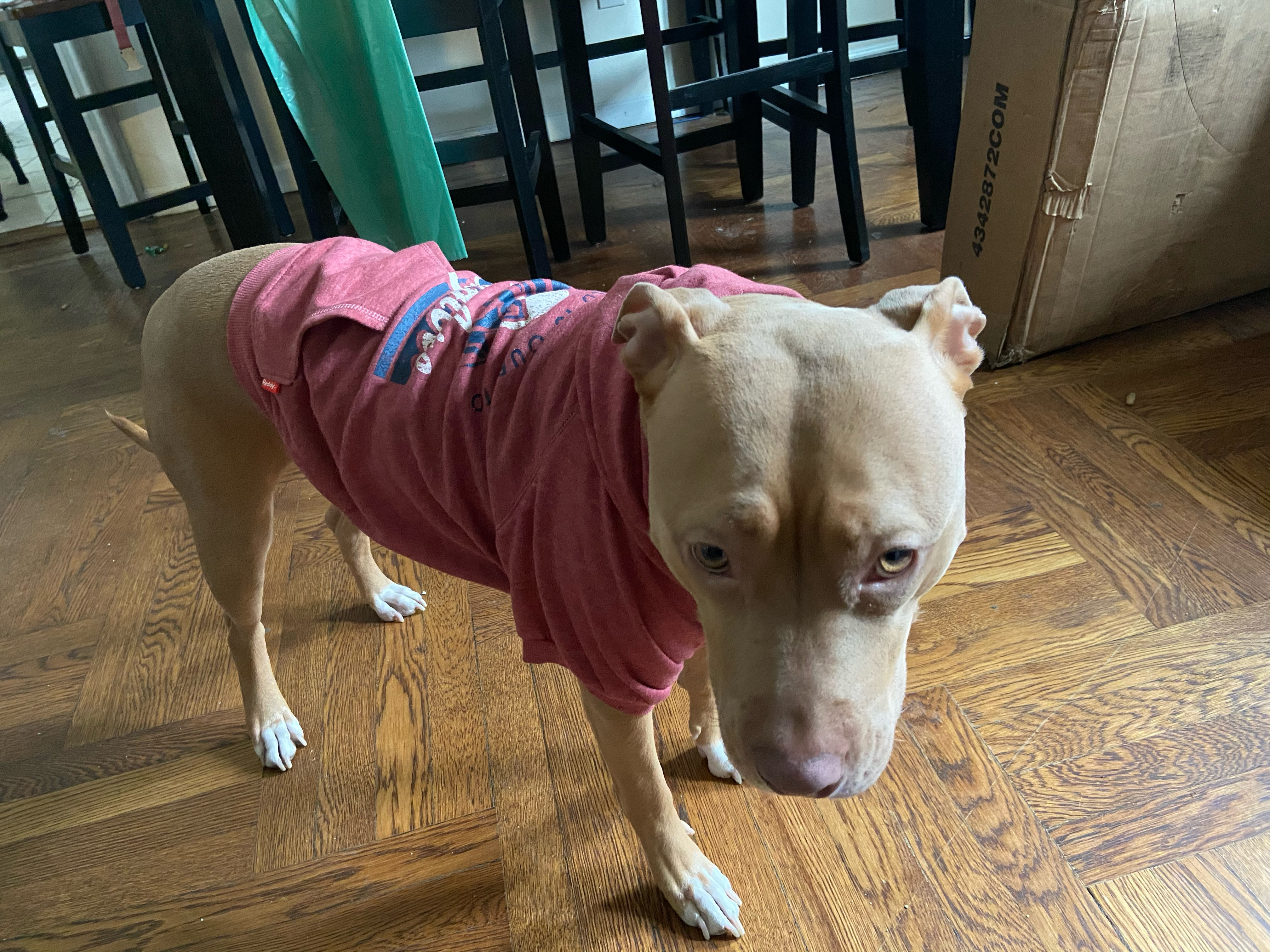 Support Luna's Life-Saving Surgery campaign photo, 6 of 8
