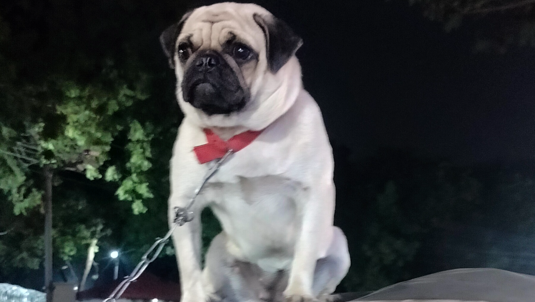 I feed many street dogs daily. Please support my small help. photo