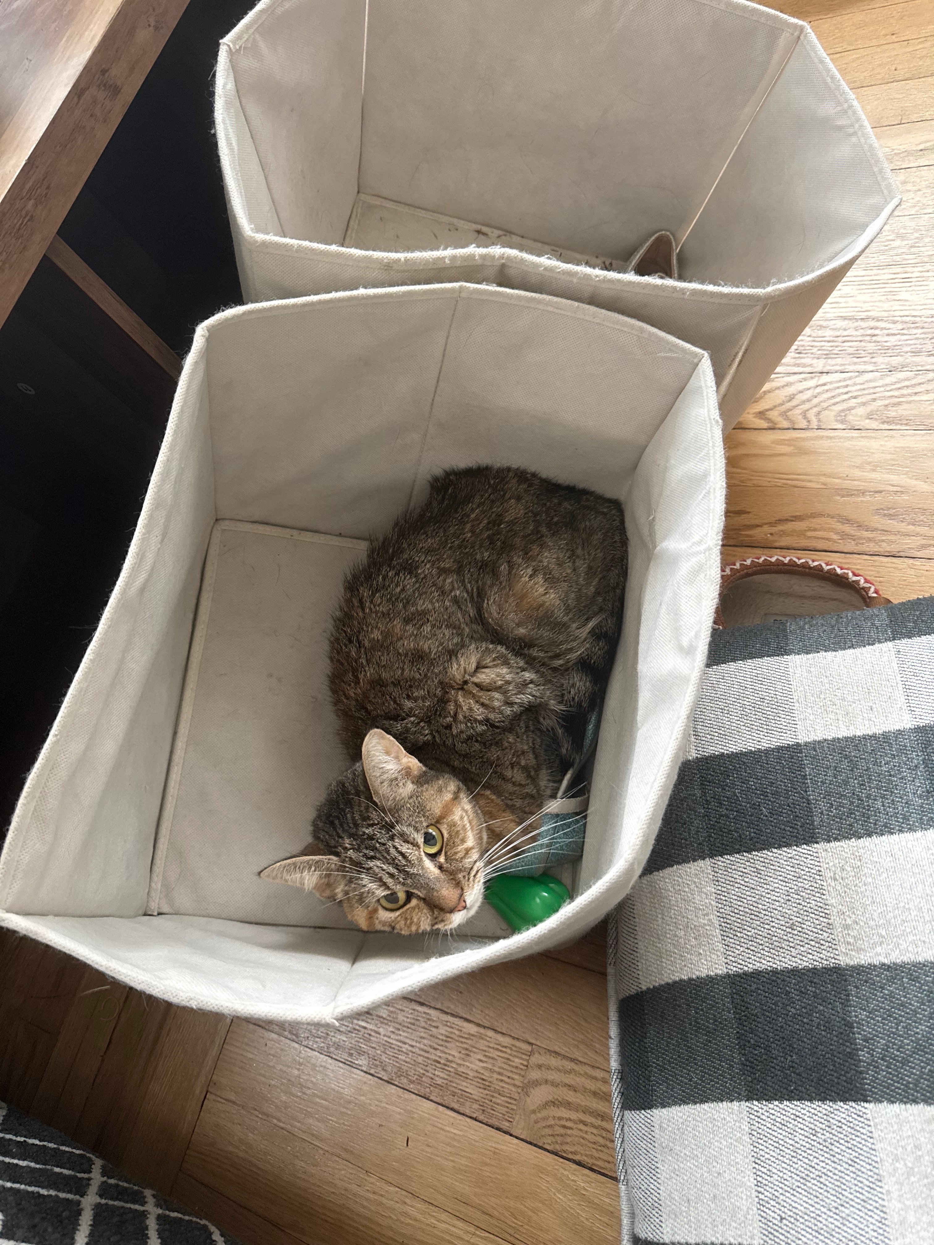 Support Coco's Life-Saving Surgery campaign photo, 4 of 7