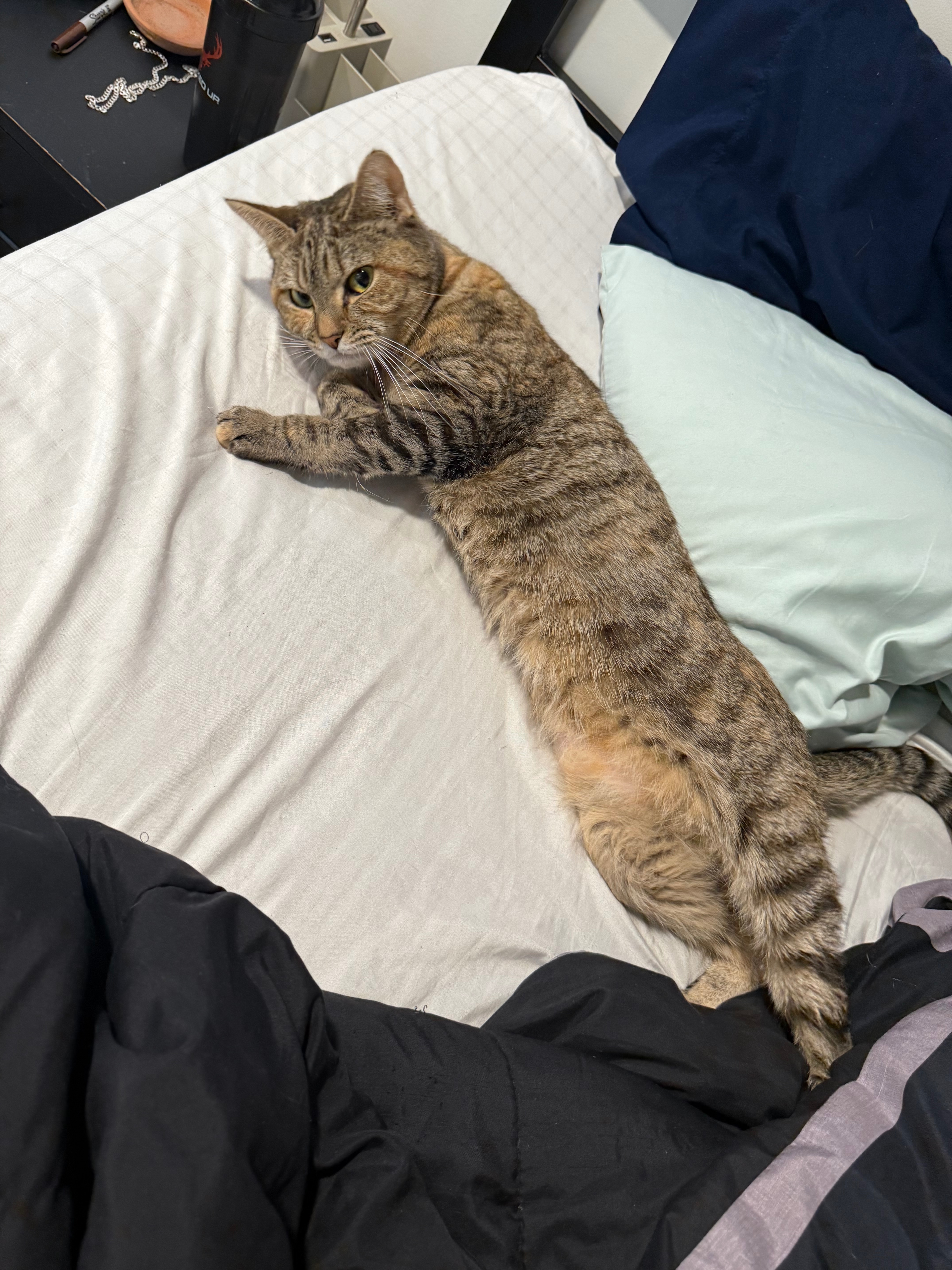 Support Coco's Life-Saving Surgery campaign photo, 5 of 7