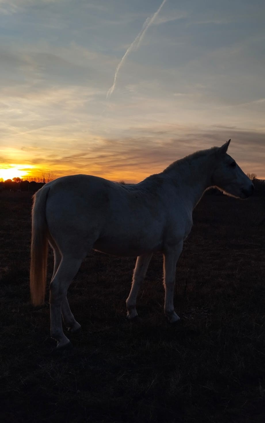 REFUGIO PARA CABALLOS campaign photo, 7 of 8