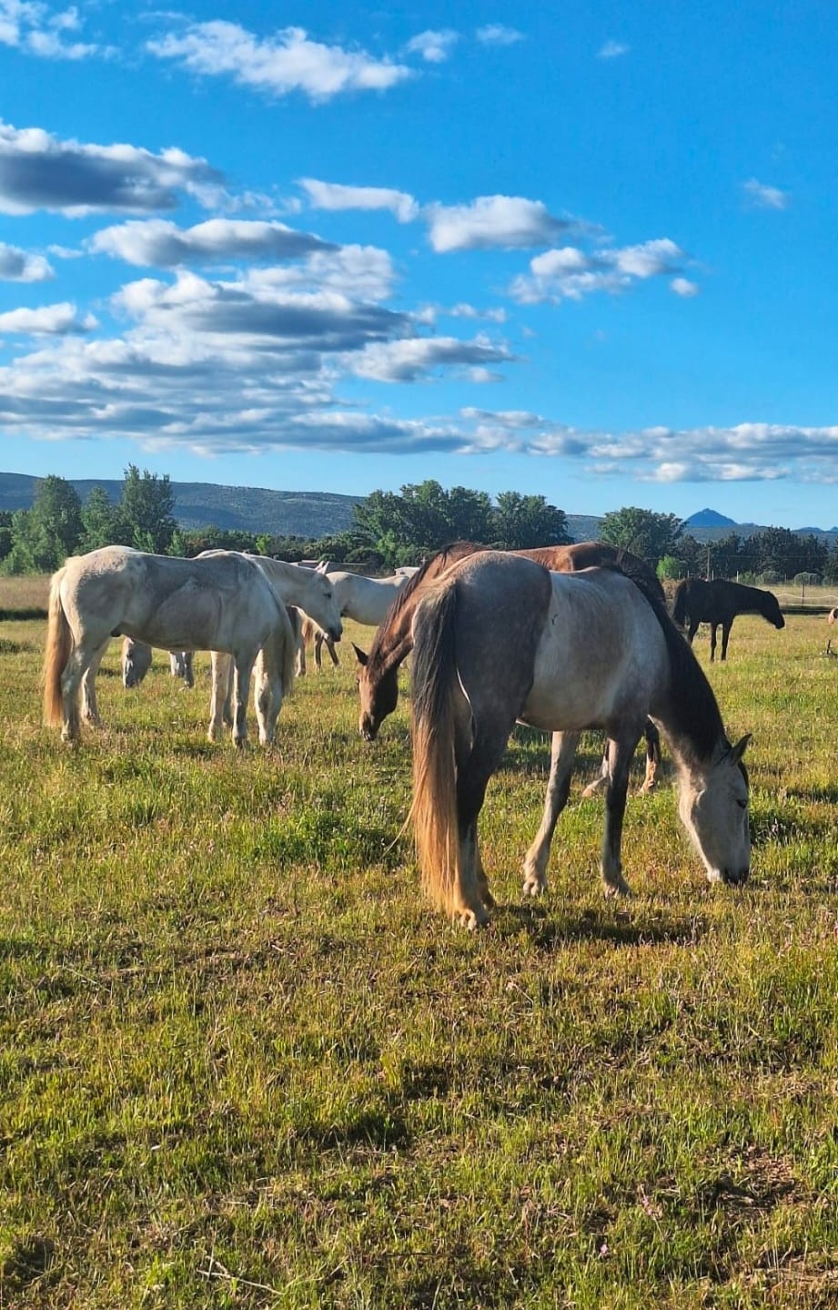 REFUGIO PARA CABALLOS campaign photo, 4 of 8