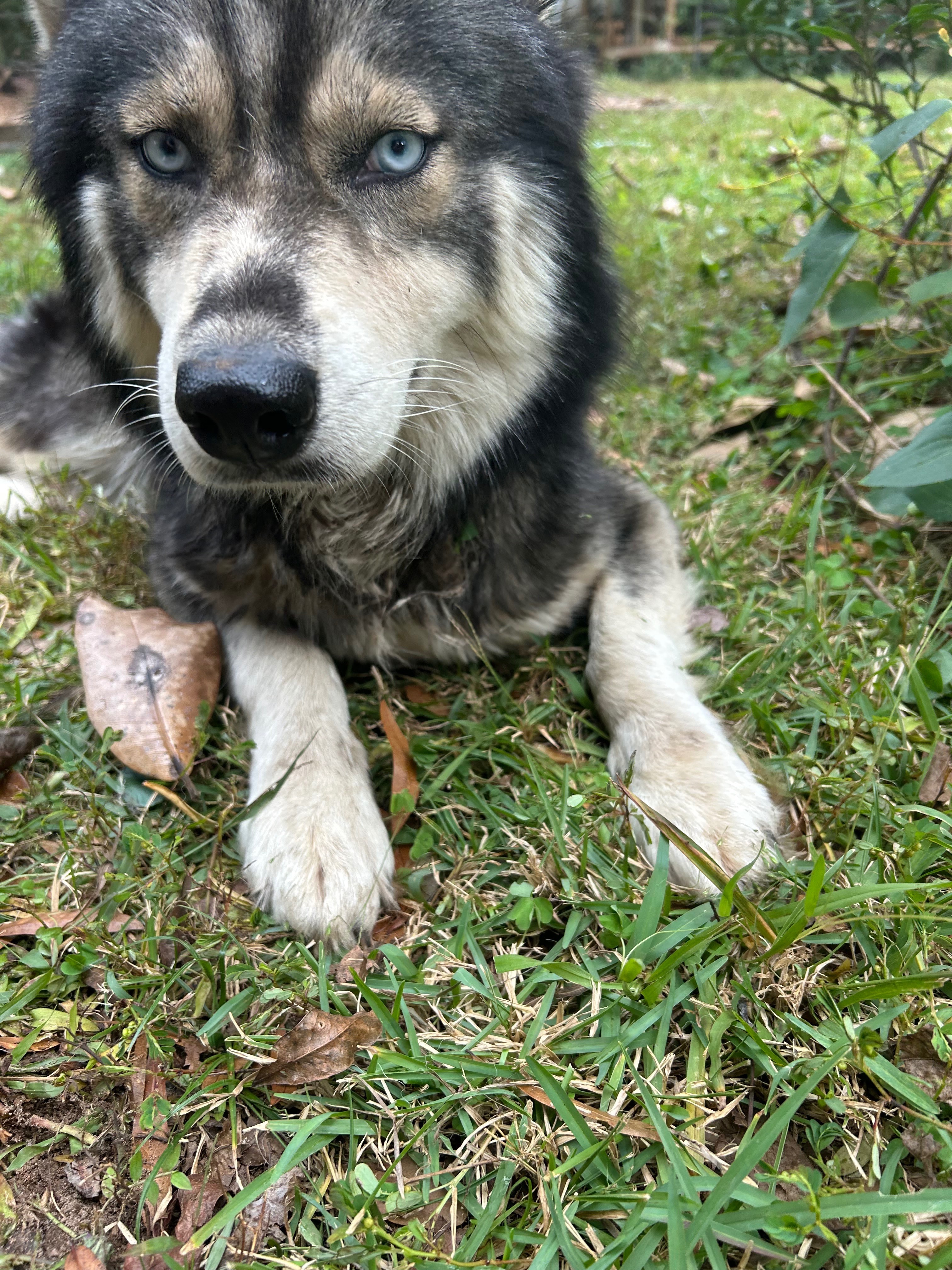 Help Our Rescued Husky Heal &  Feel at Home campaign photo, 6 of 7
