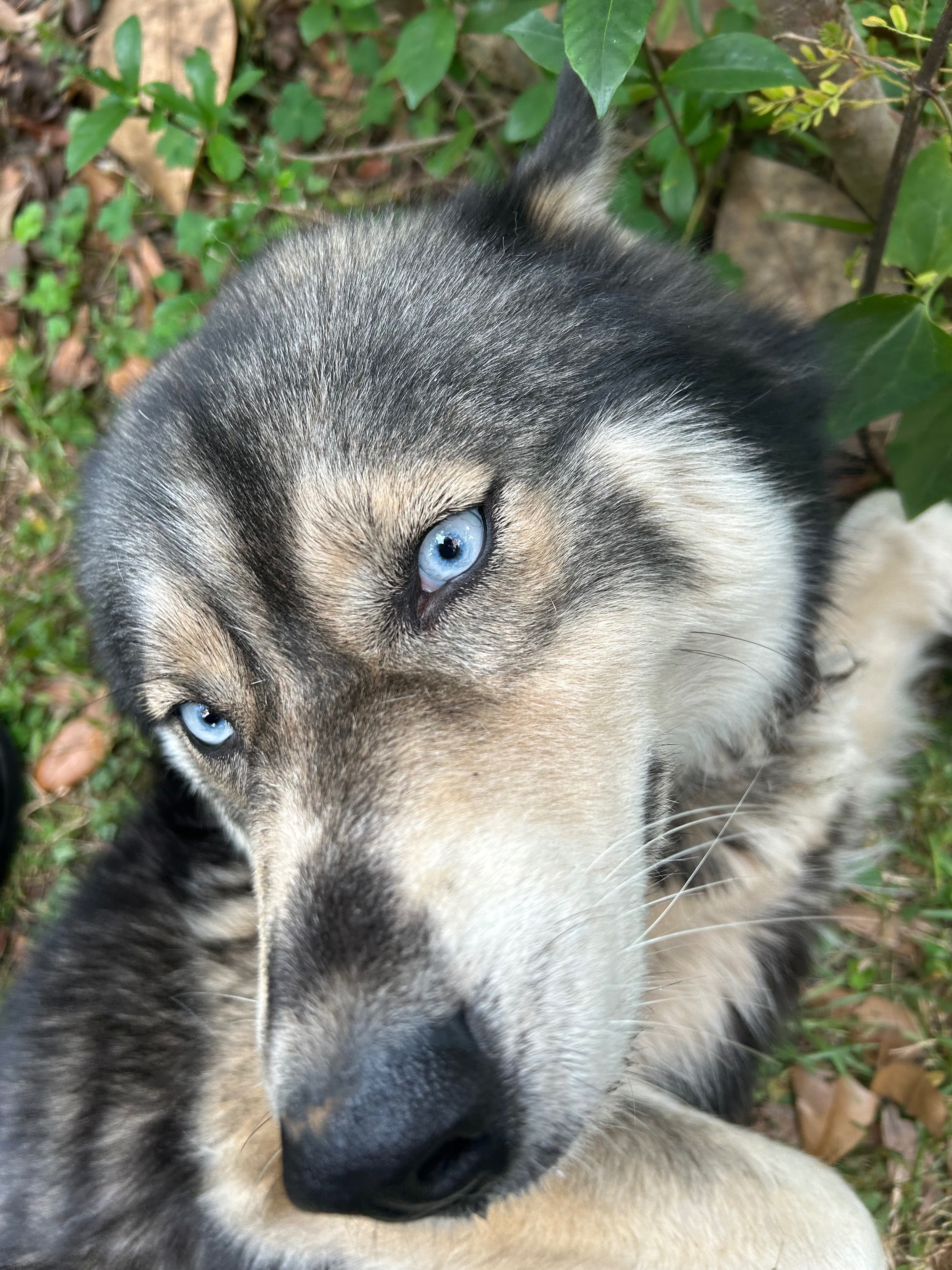 Help Our Rescued Husky Heal &  Feel at Home campaign photo, 2 of 7