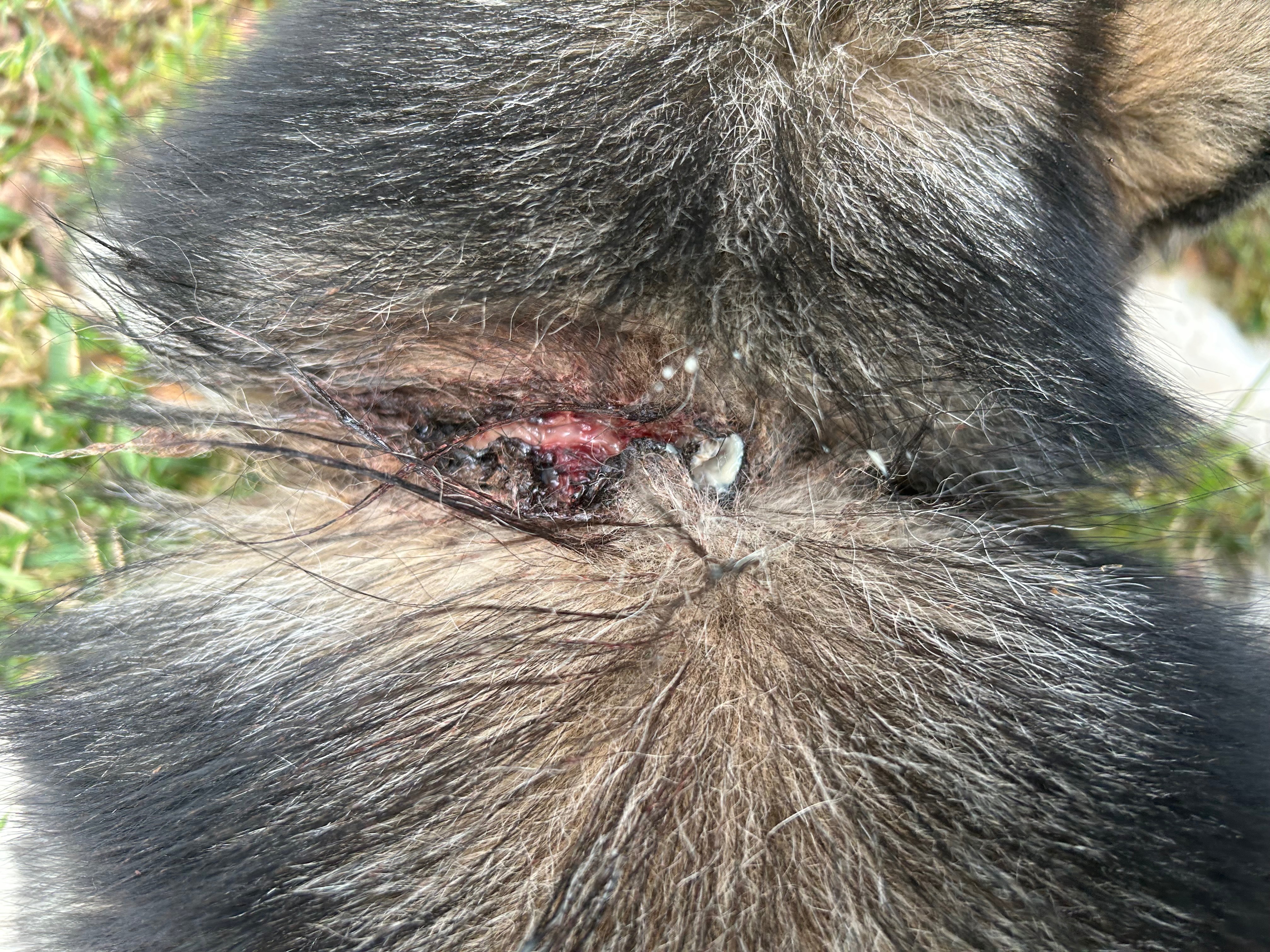 Help Our Rescued Husky Heal &  Feel at Home campaign photo, 5 of 7