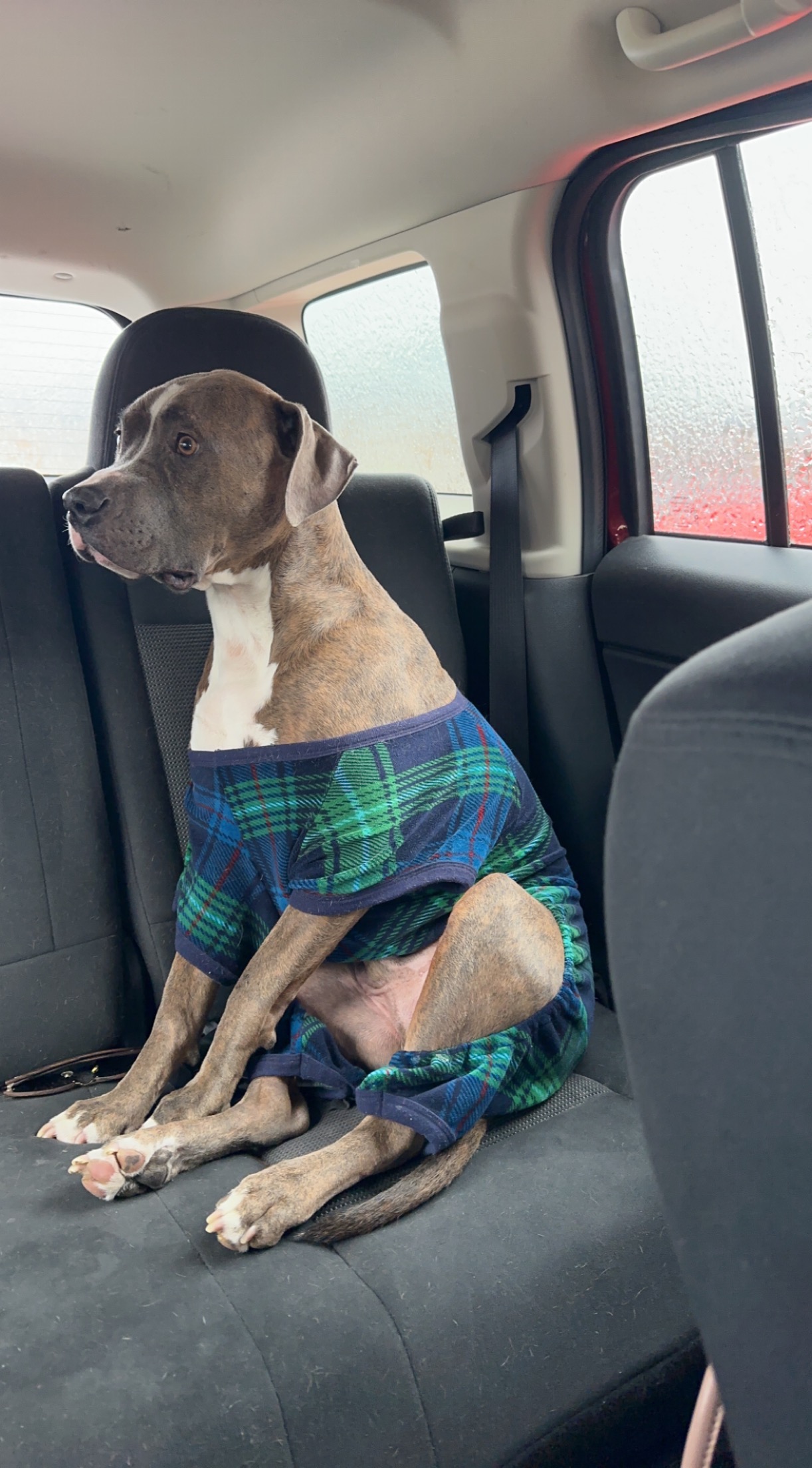 Save Blu: Urgent Surgery Needed campaign photo, 2 of 8