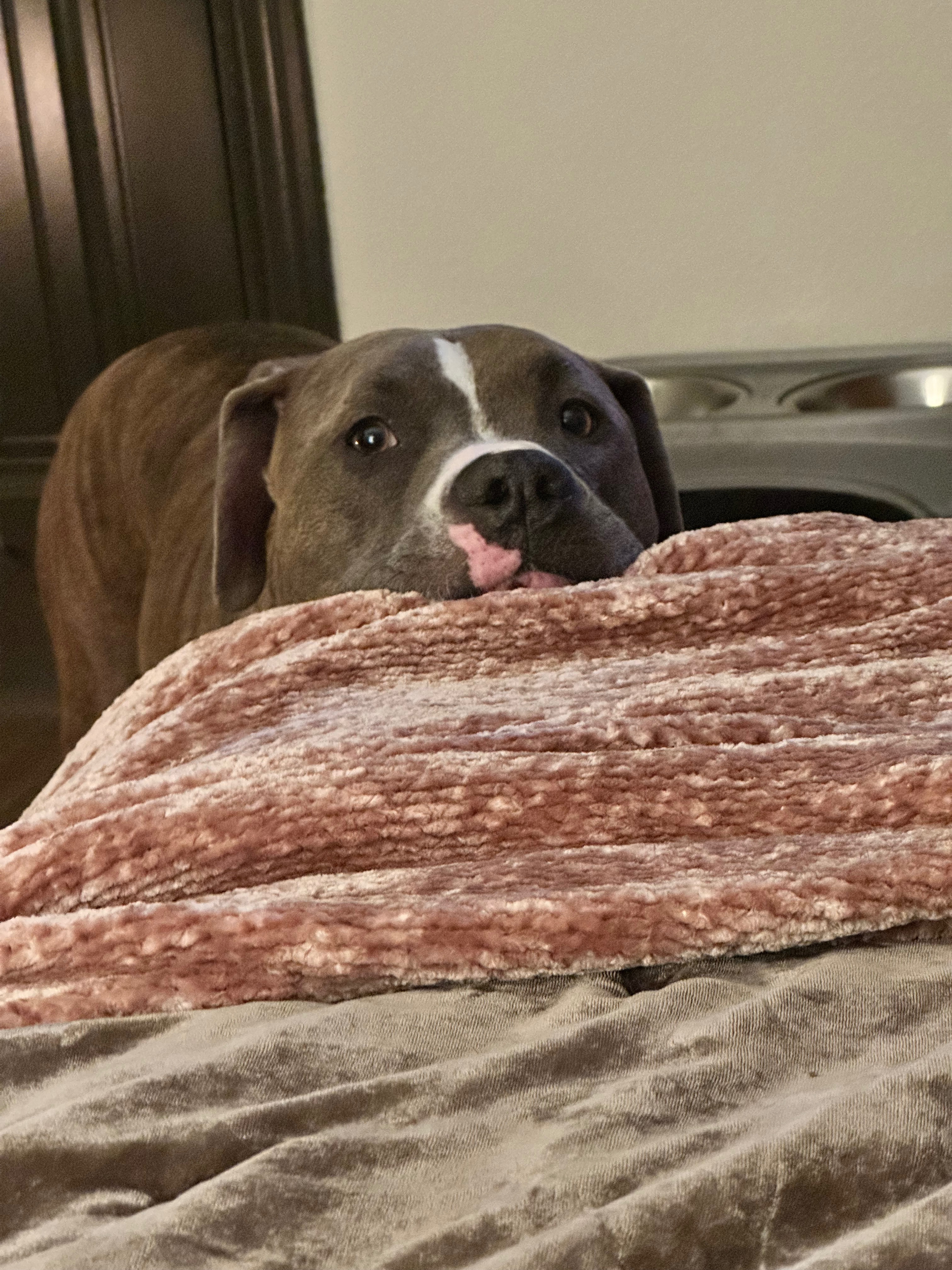 Save Blu: Urgent Surgery Needed campaign photo, 4 of 8