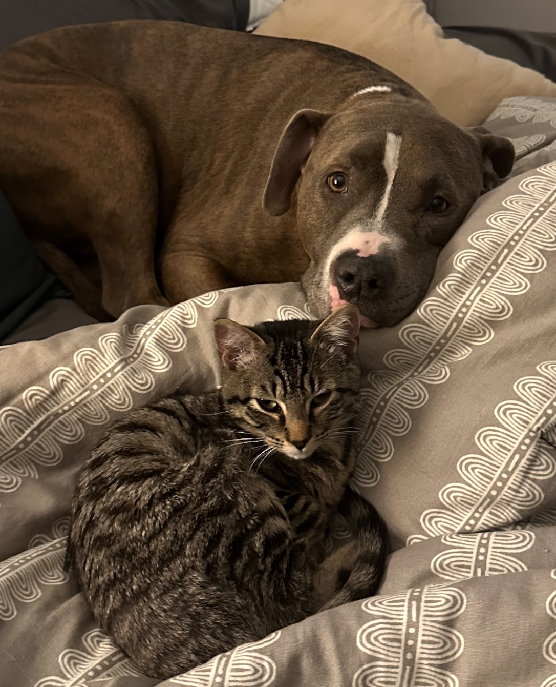 Save Blu: Urgent Surgery Needed campaign photo, 6 of 8