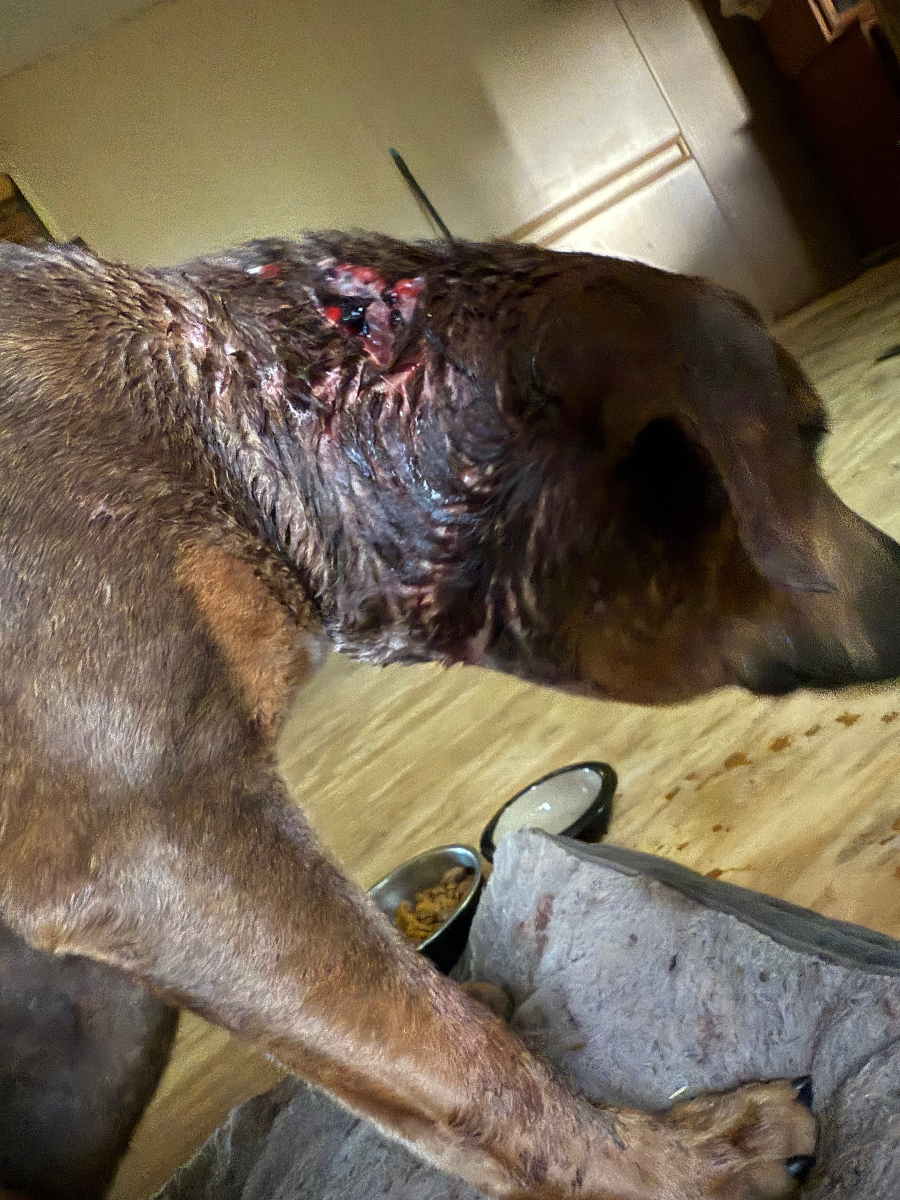 Help with Max's medical Bills campaign photo, 2 of 7