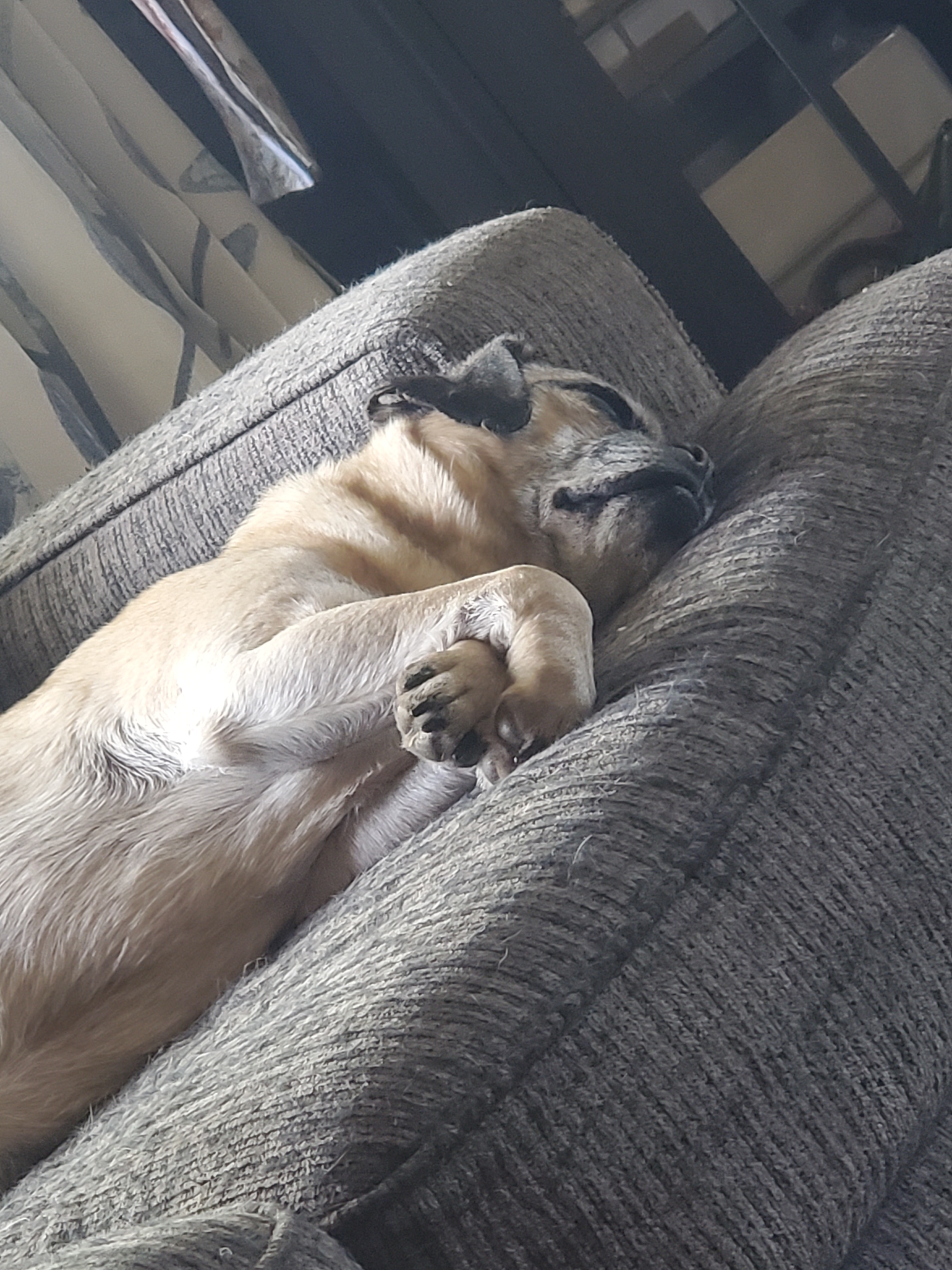 Help Hailey Recover from Emergency Surgery campaign photo, 4 of 7