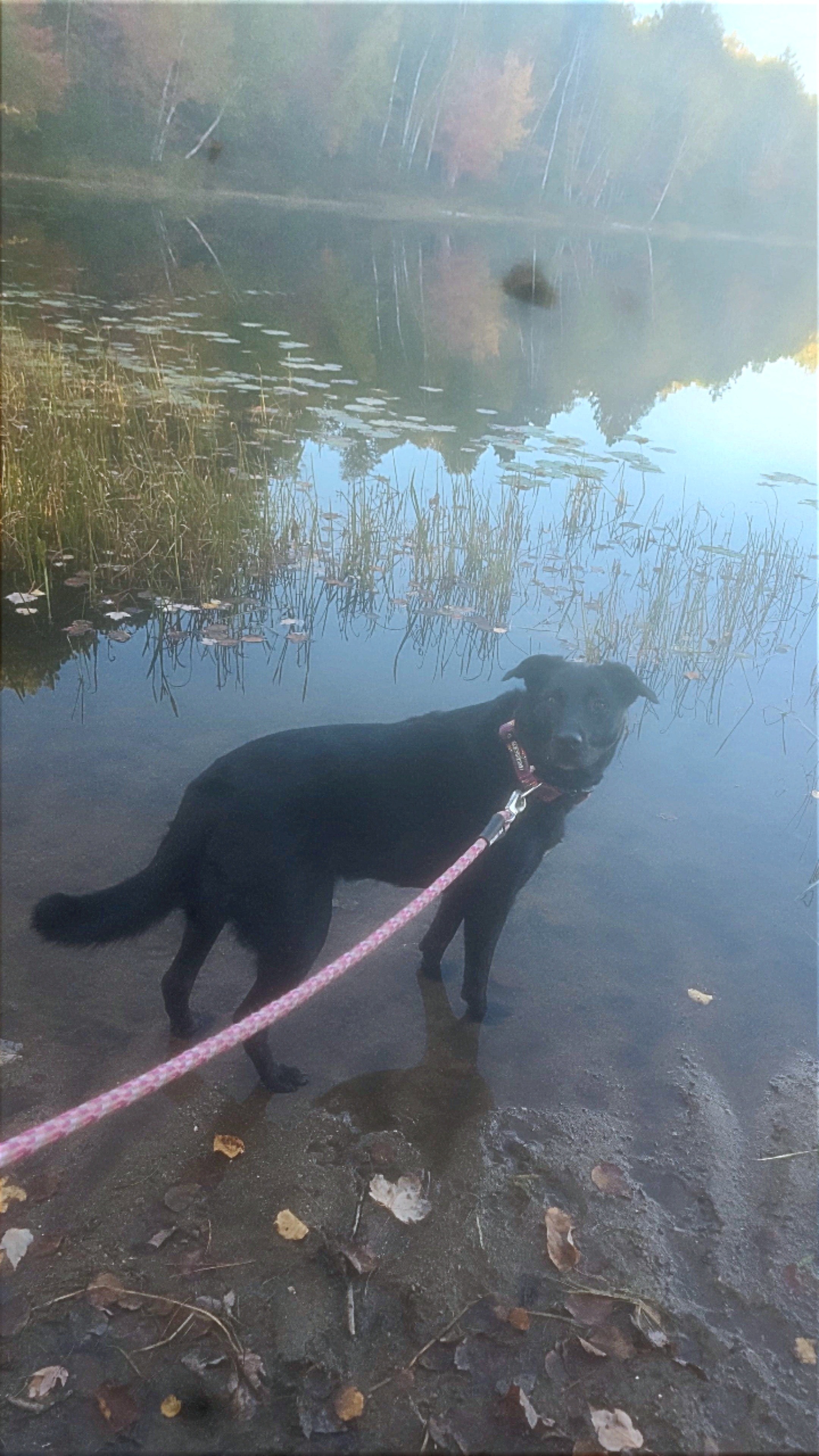 Help Stevie Nicks Heal: Urgent Medical Fund campaign photo, 5 of 6