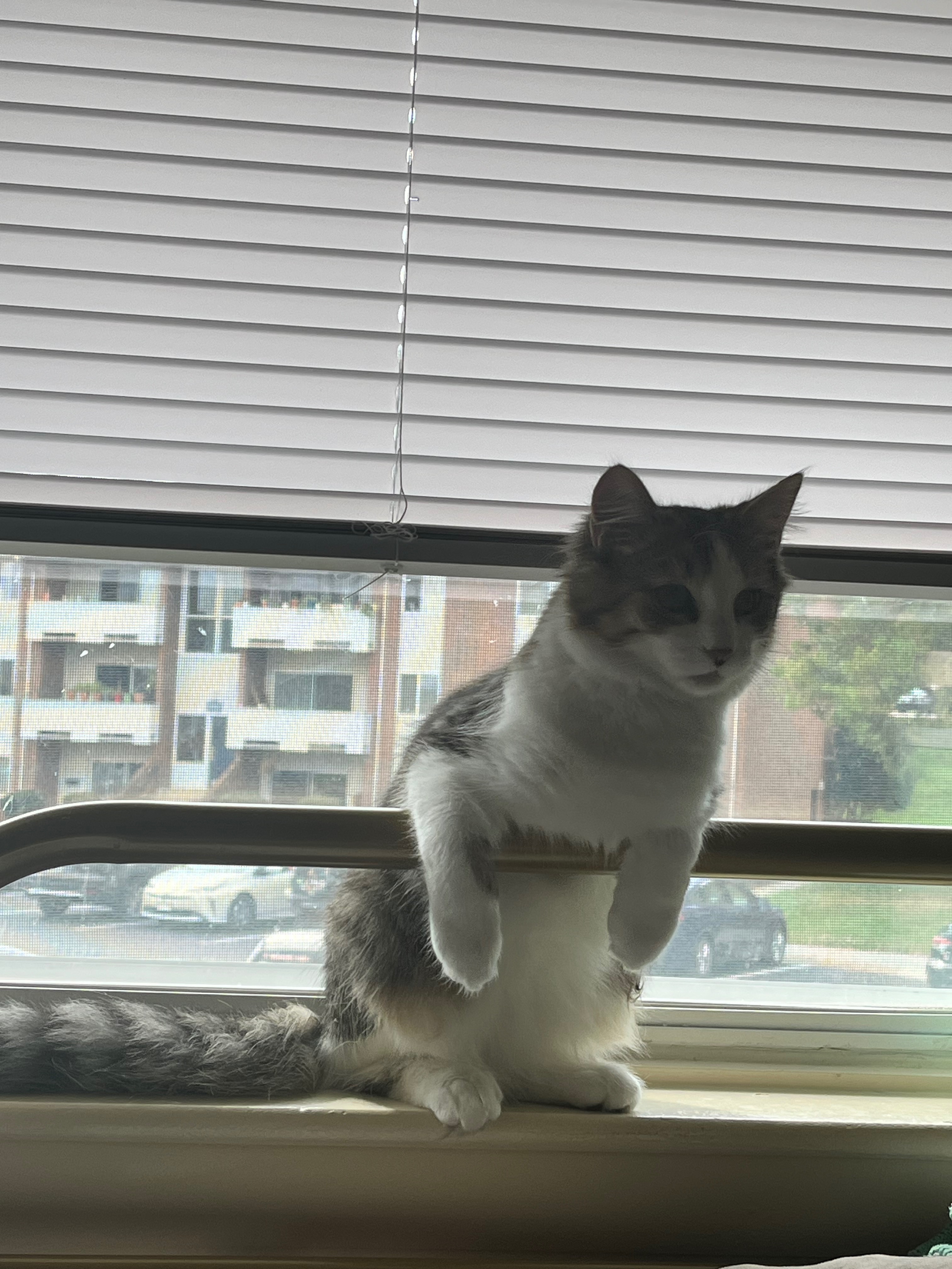 Help provide life saving surgery for my 7 month old kitty campaign photo, 7 of 8
