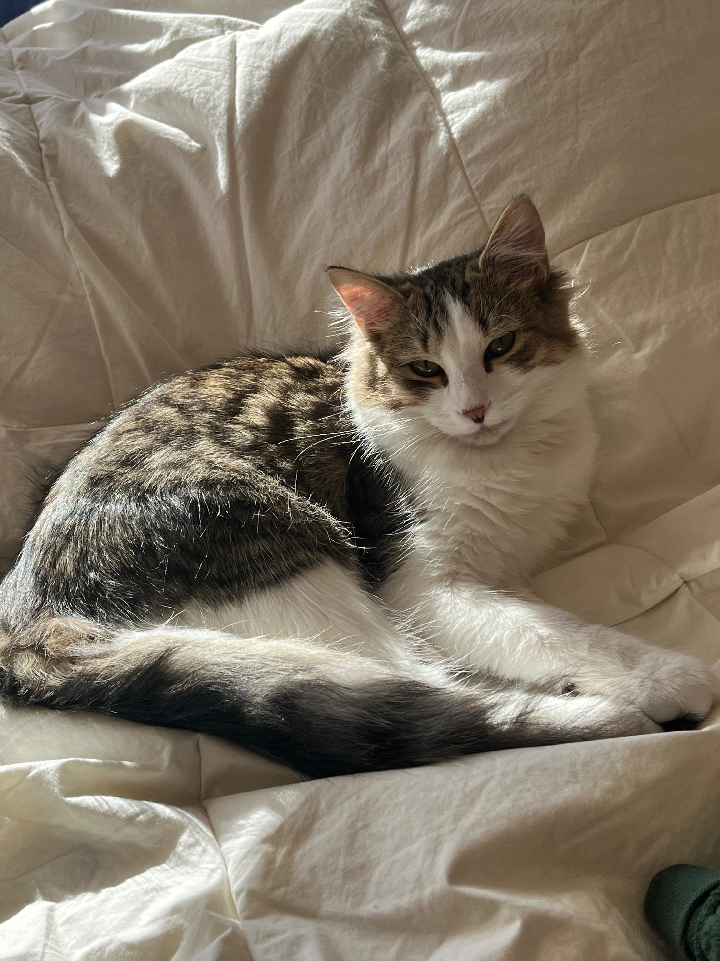 Help provide life saving surgery for my 7 month old kitty campaign photo, 2 of 8