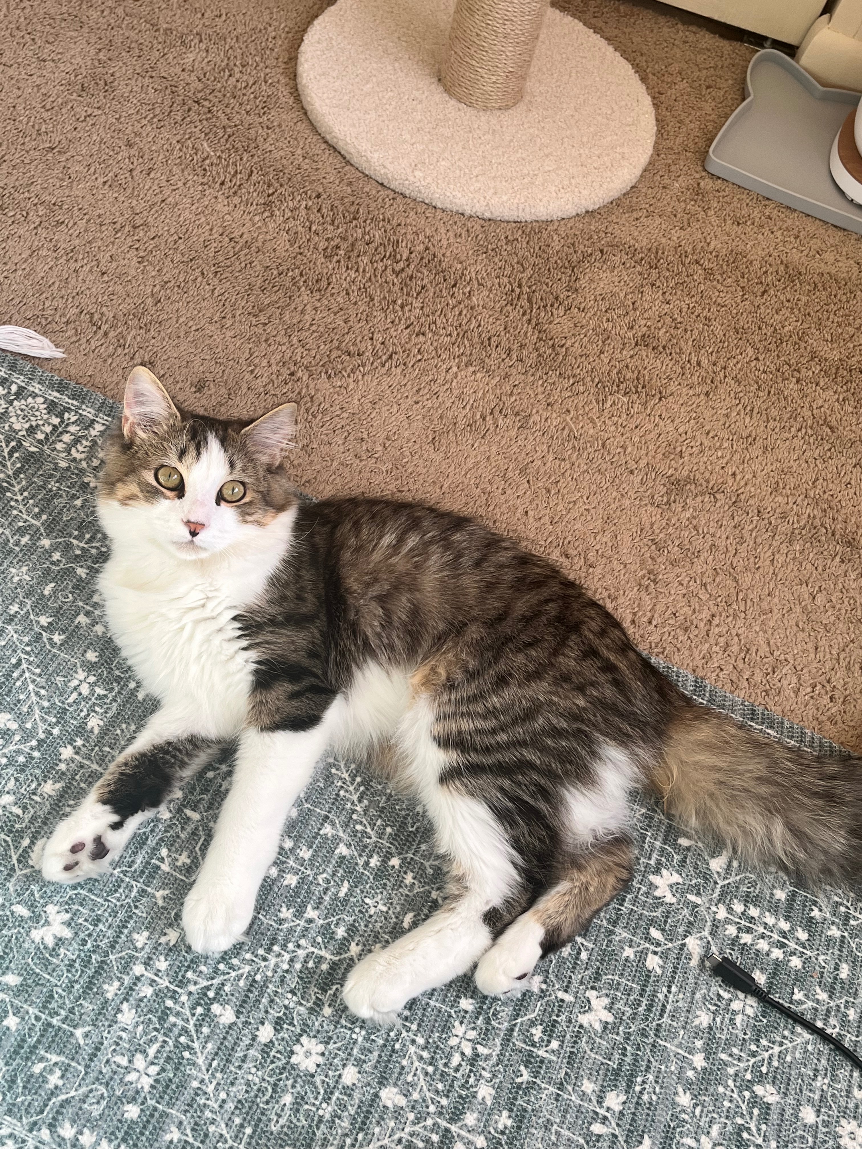 Help provide life saving surgery for my 7 month old kitty campaign photo, 4 of 8