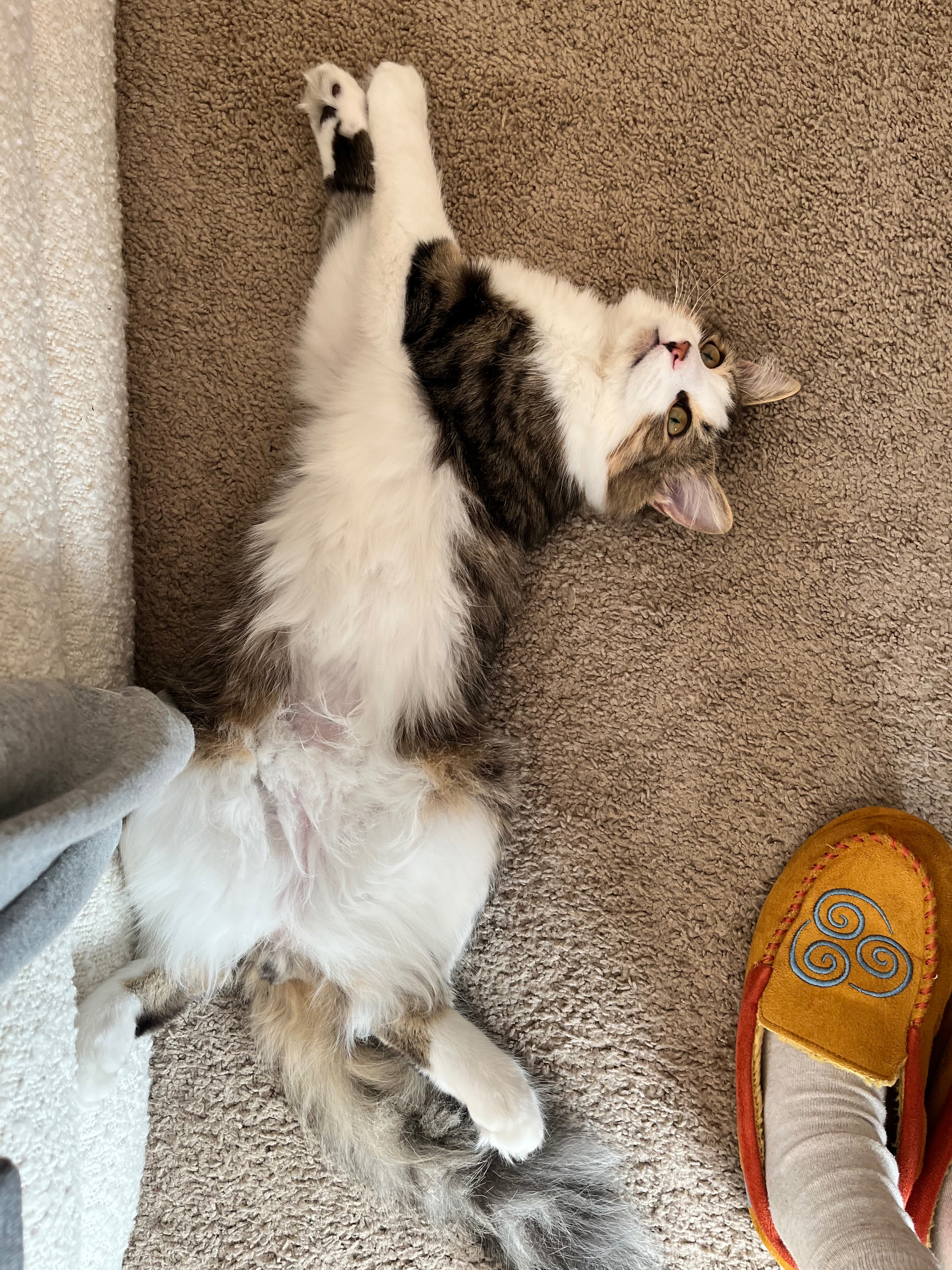 Help provide life saving surgery for my 7 month old kitty campaign photo, 5 of 8
