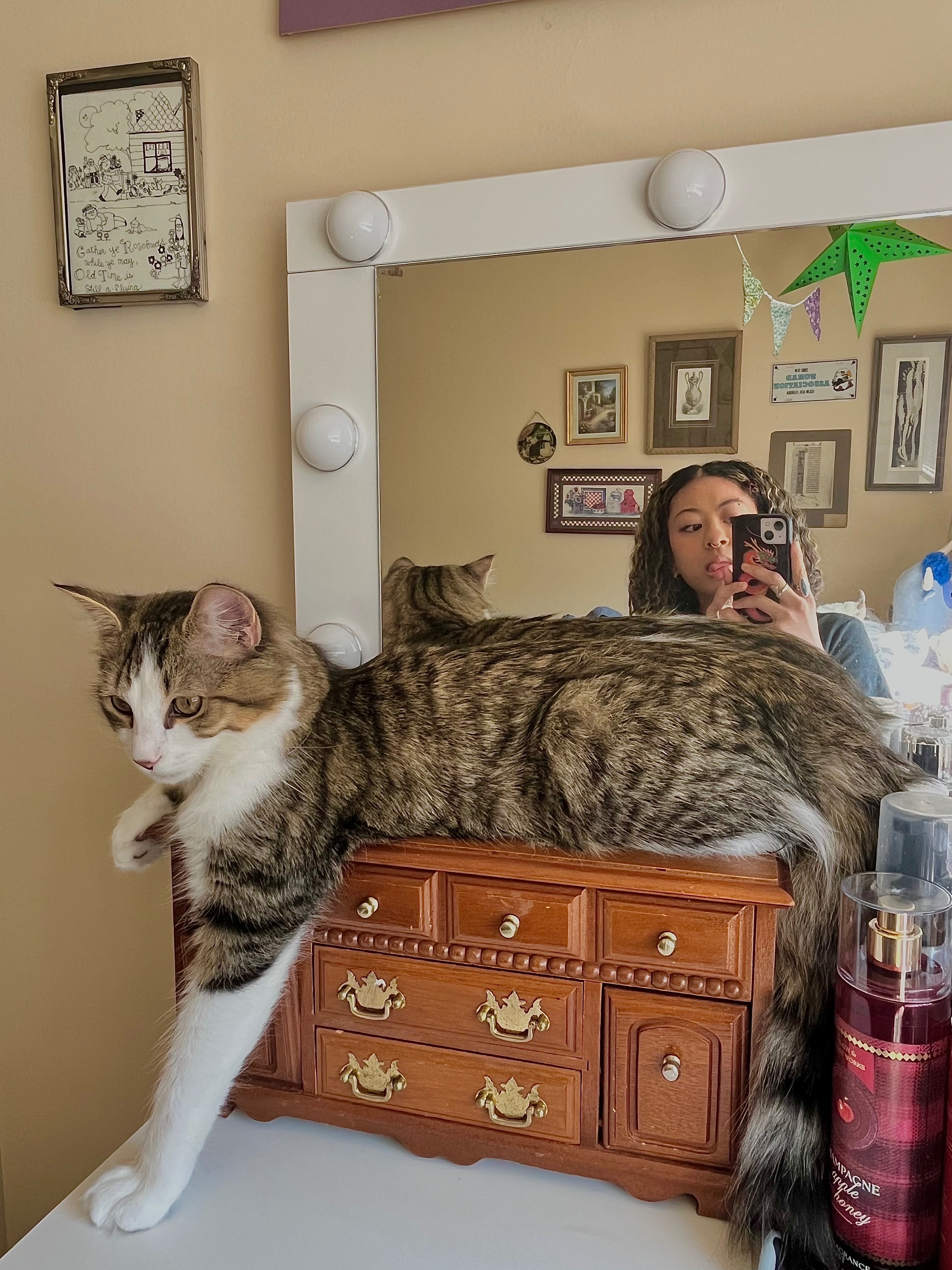 Help provide life saving surgery for my 7 month old kitty campaign photo, 6 of 8