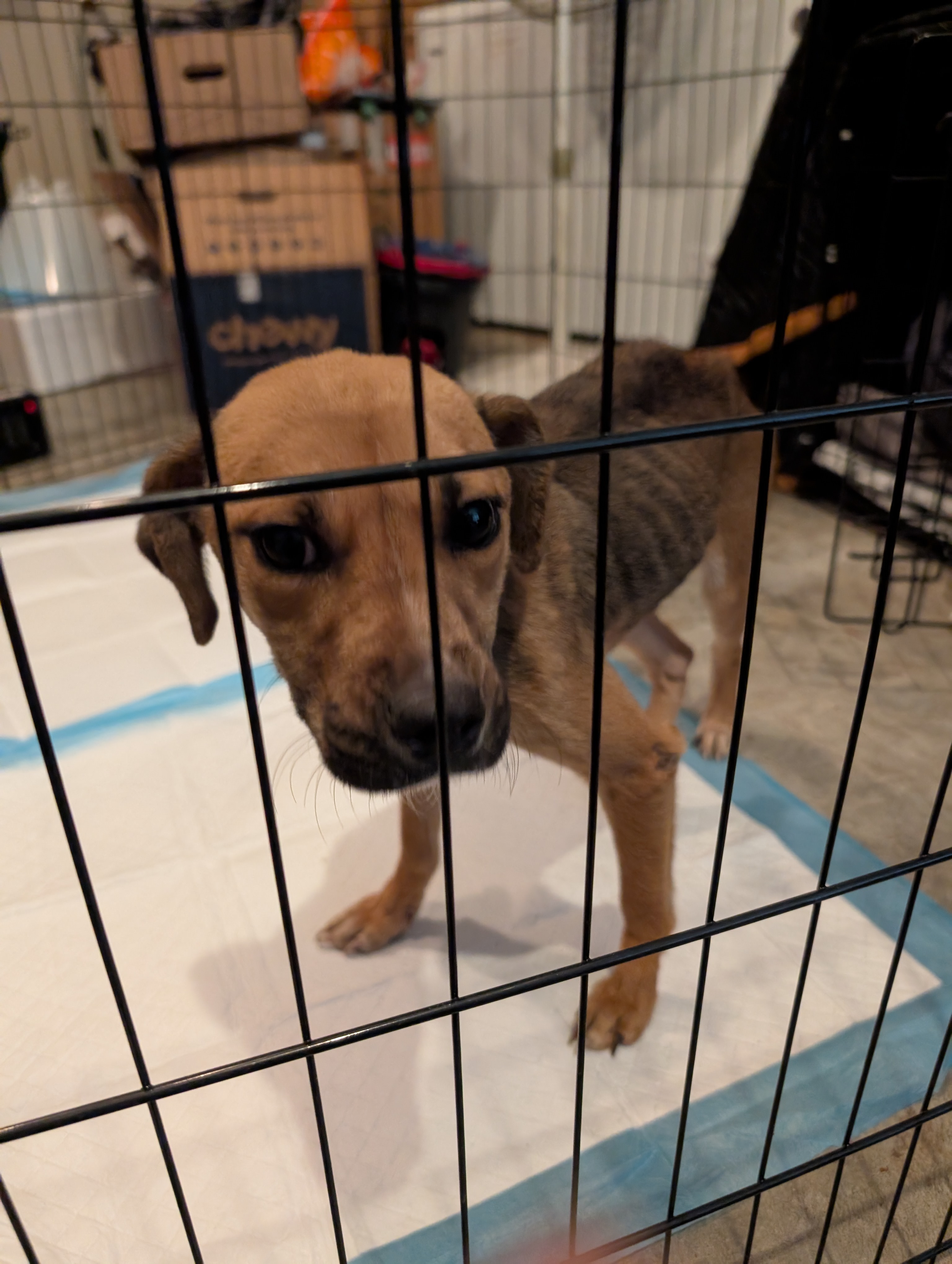 Help Brandy Get Urgent Vet Care campaign photo, 7 of 8