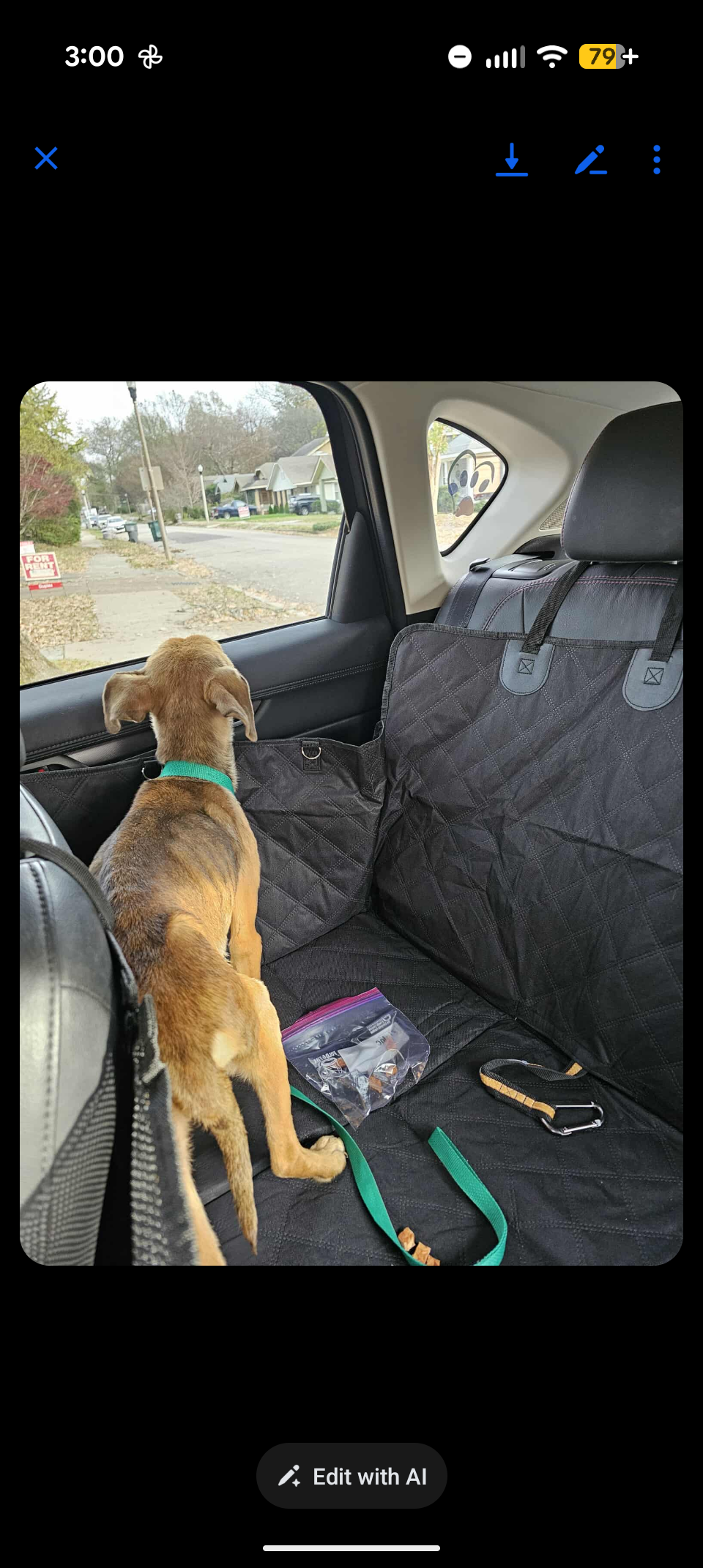 Help Brandy Get Urgent Vet Care campaign photo, 2 of 8