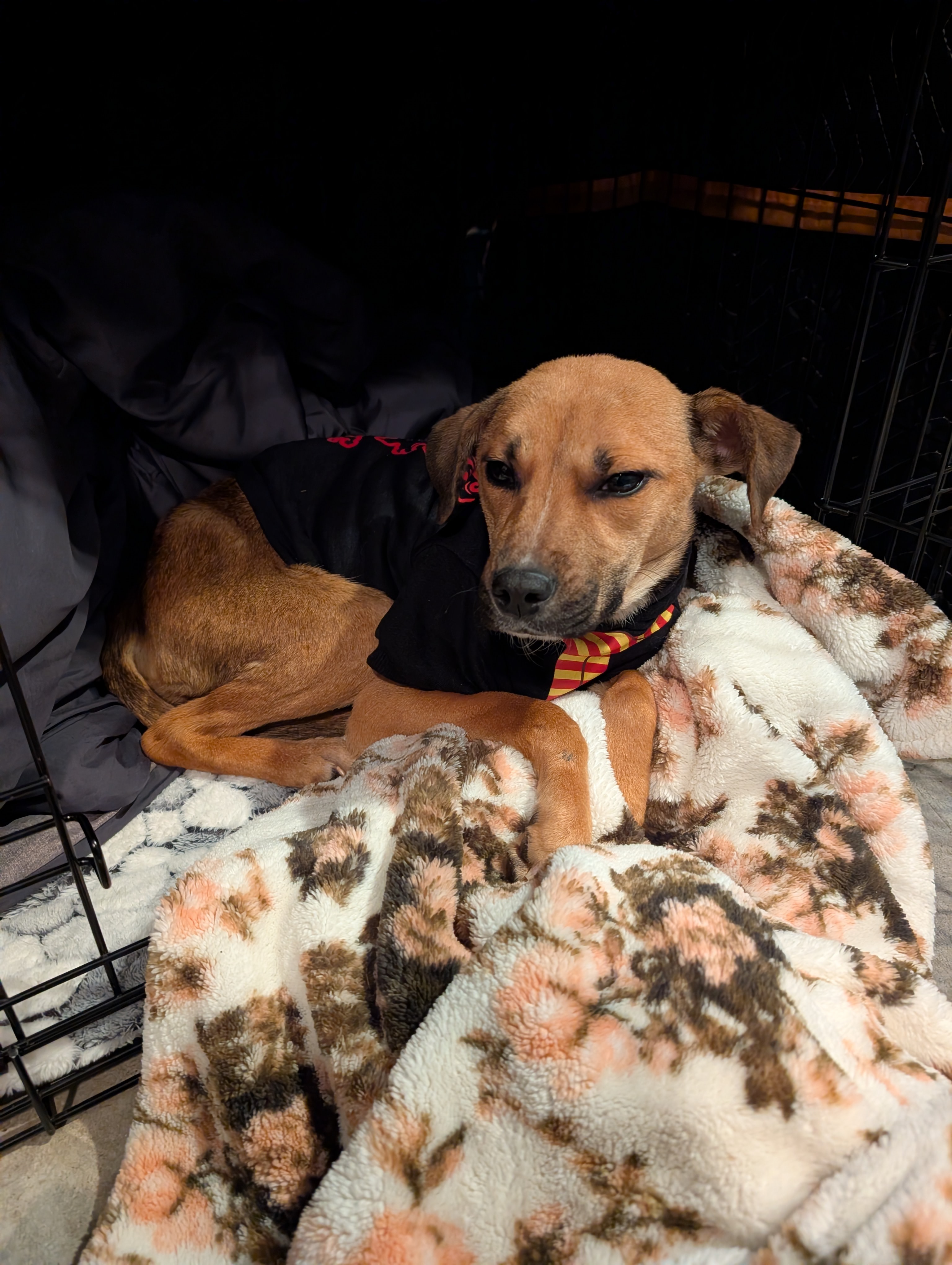 Help Brandy Get Urgent Vet Care campaign photo, 4 of 8