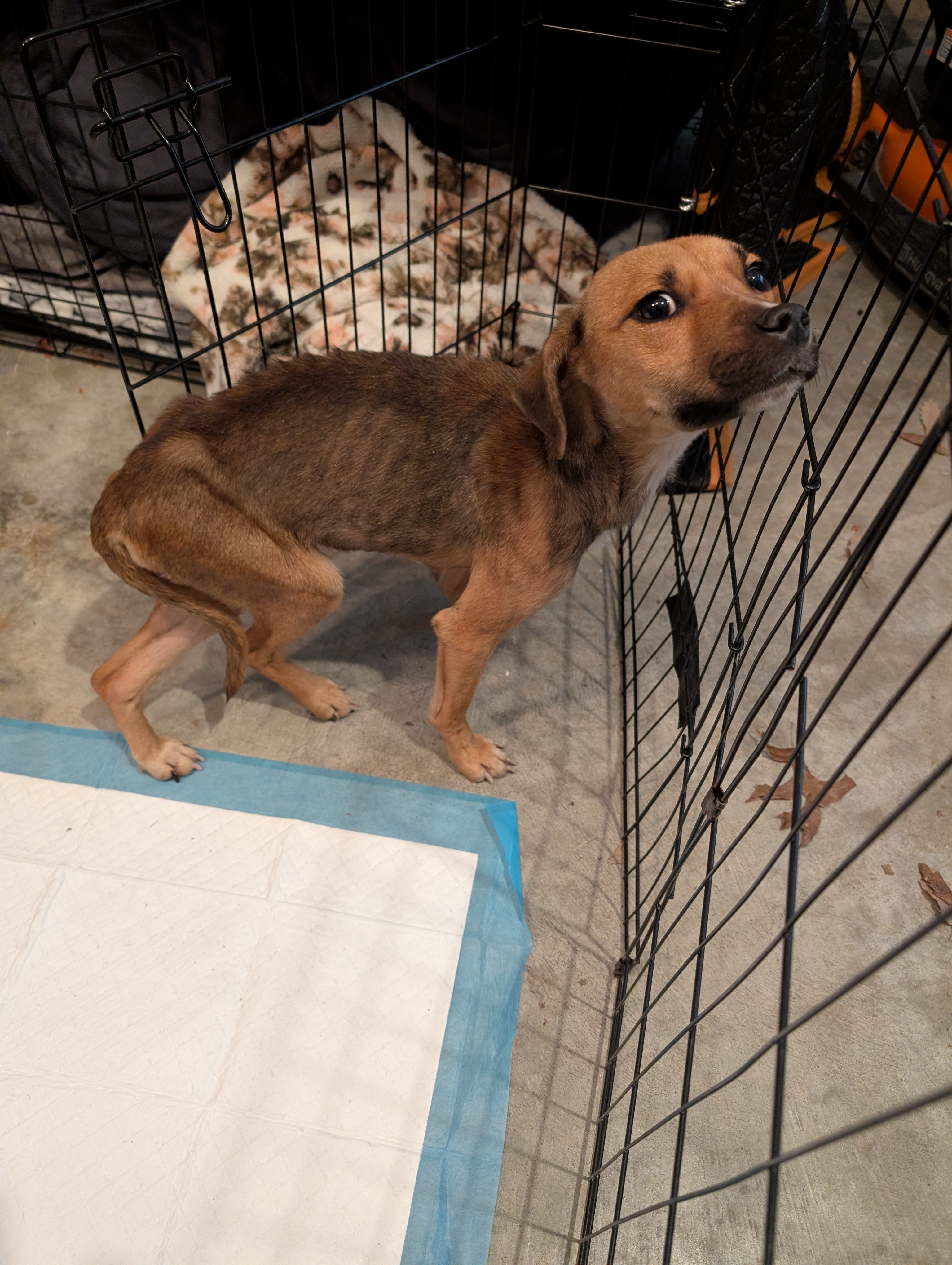Help Brandy Get Urgent Vet Care campaign photo, 5 of 8