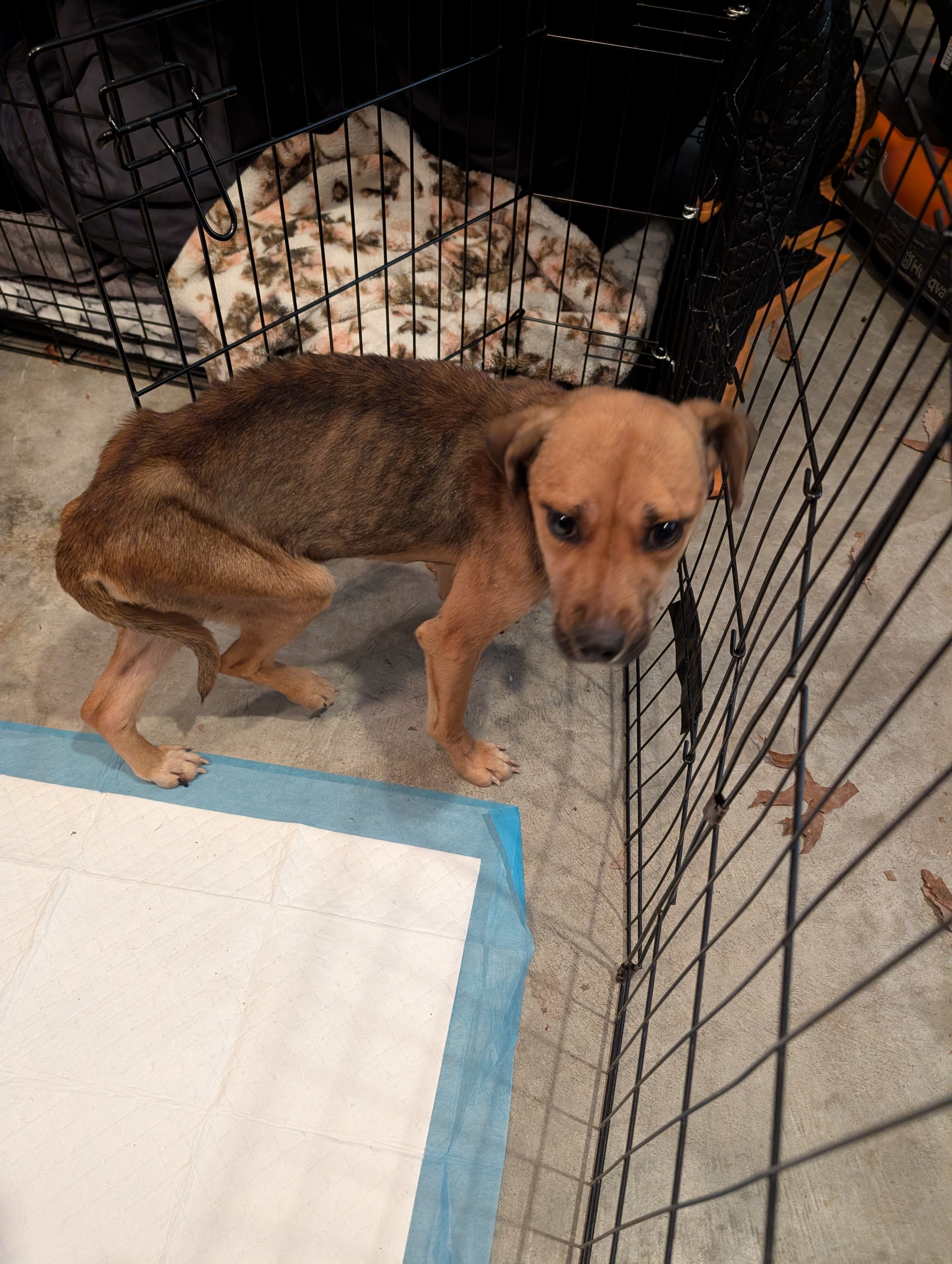 Help Brandy Get Urgent Vet Care campaign photo, 6 of 8