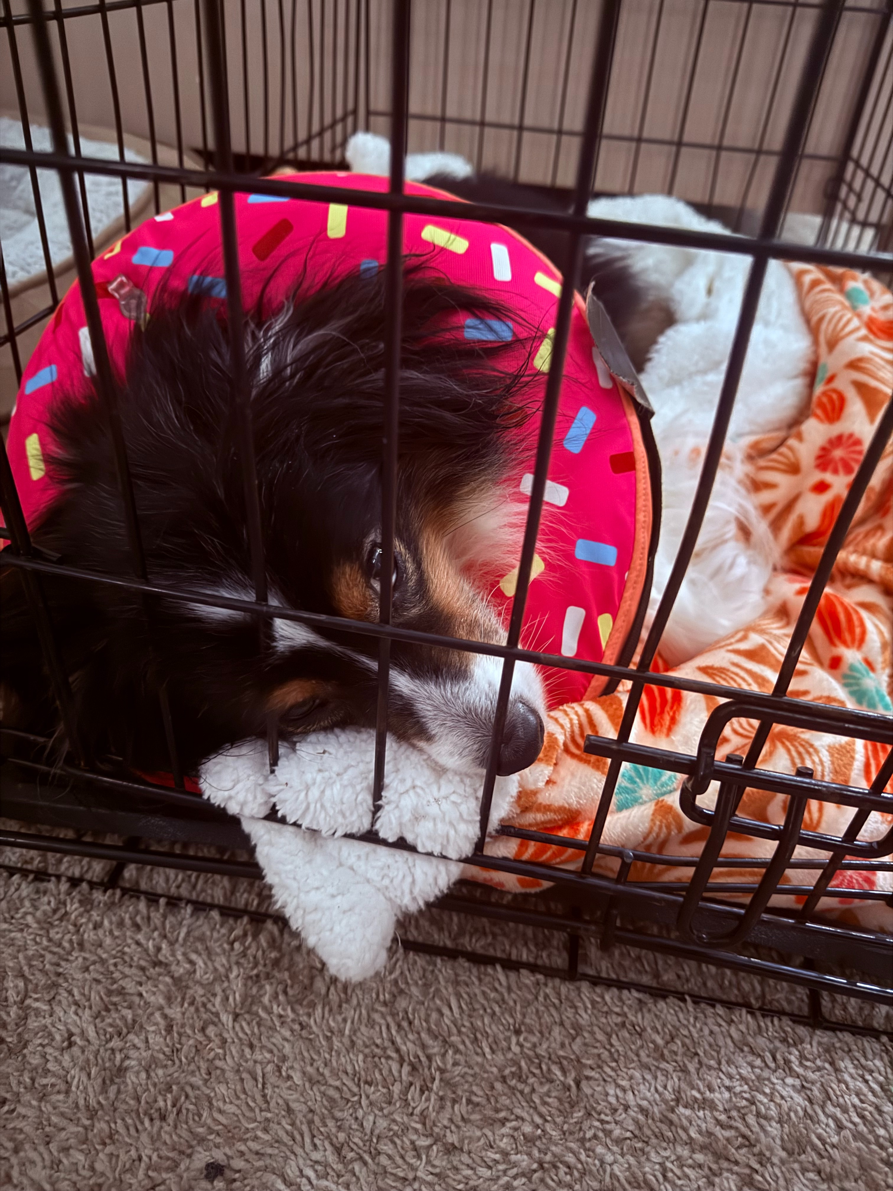 Dexter's Surgery and Recovery Fund campaign photo, 2 of 4