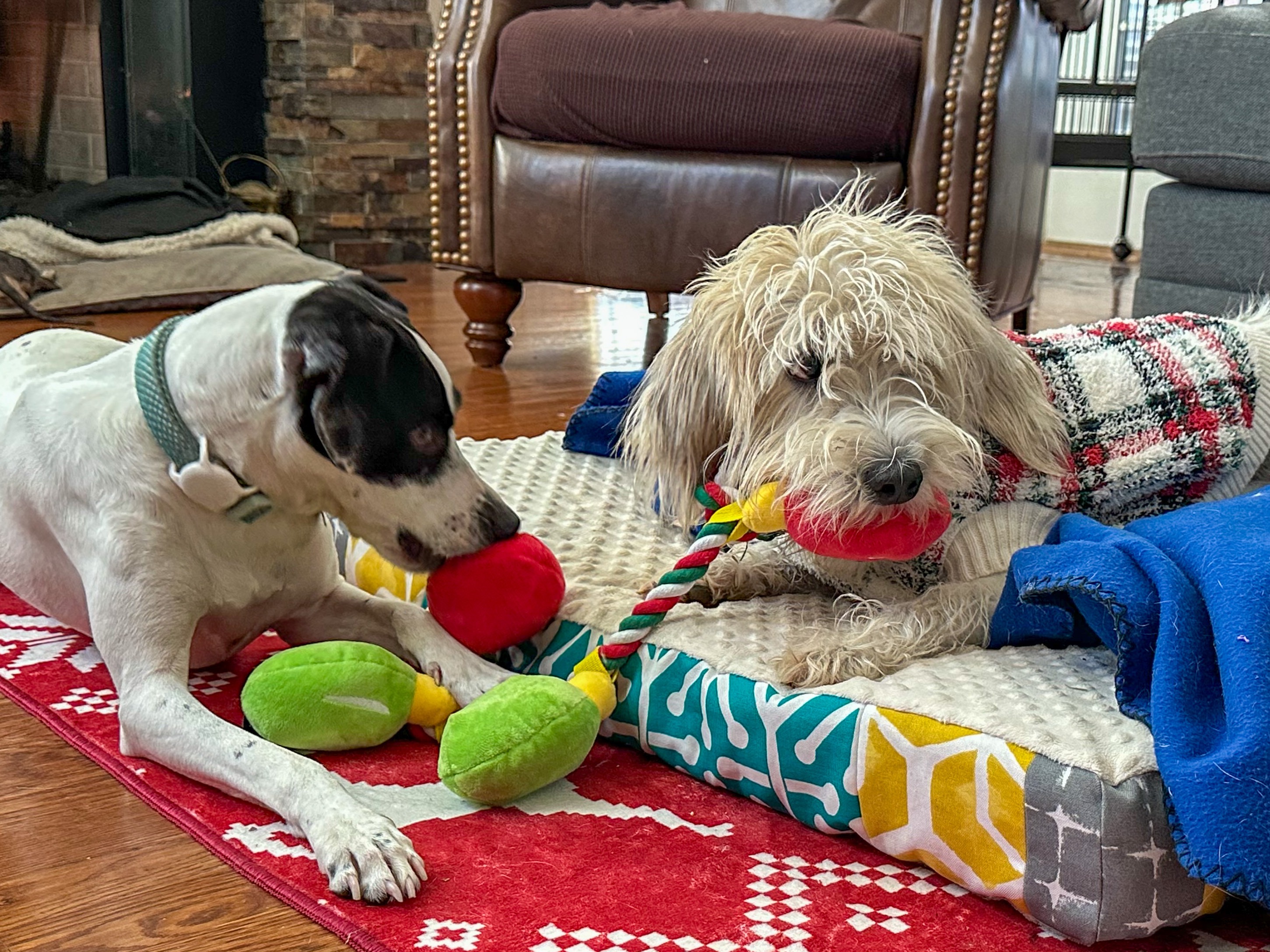 Second Harvest Pet Food Drive campaign photo, 6 of 7