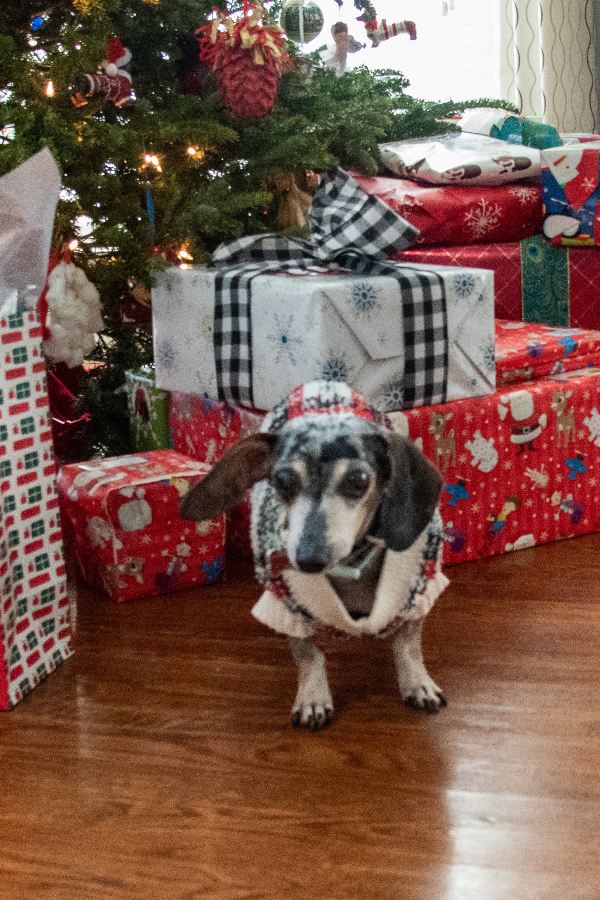 Second Harvest Pet Food Drive campaign photo, 2 of 7