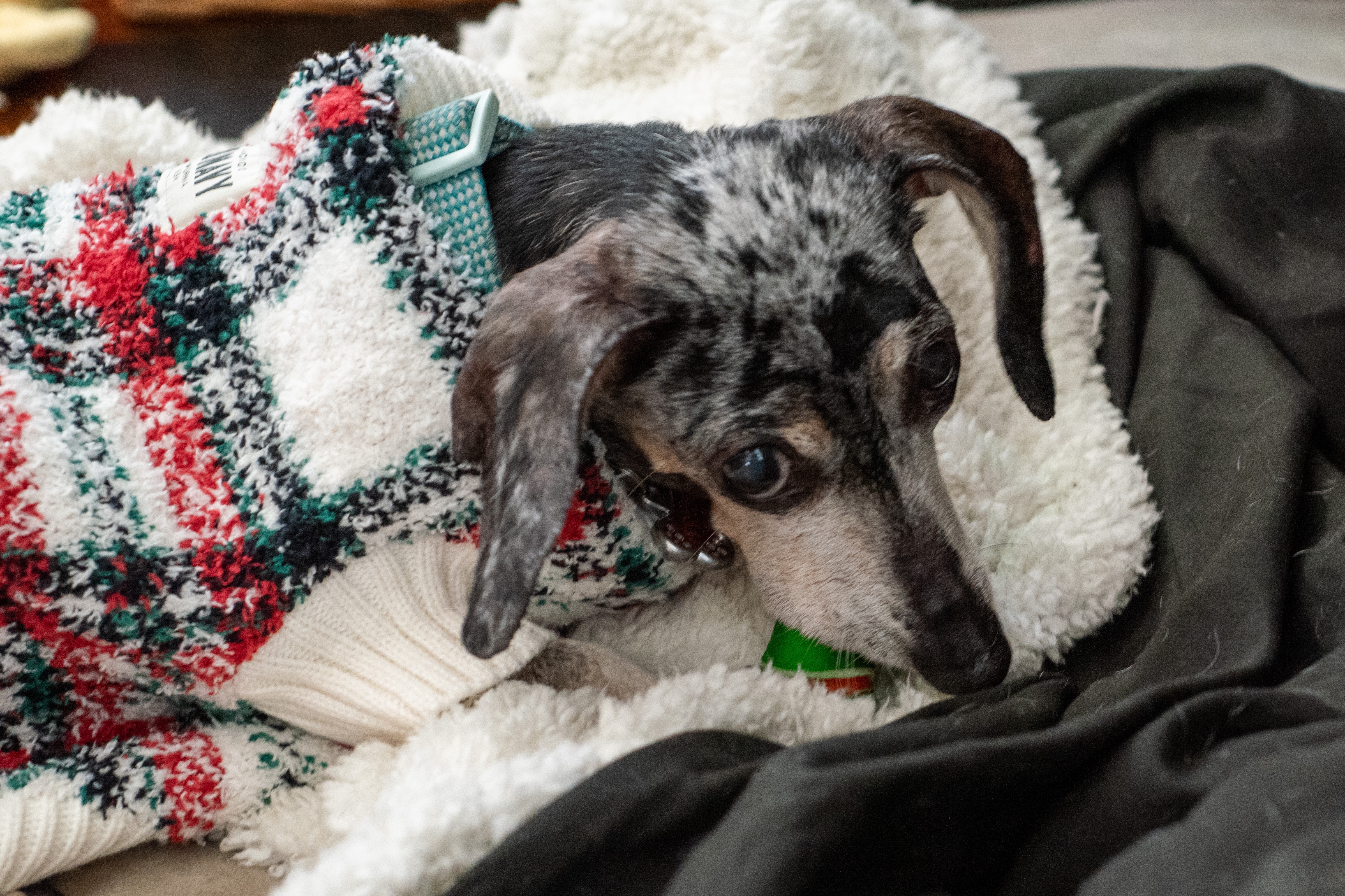 Second Harvest Pet Food Drive campaign photo, 4 of 7