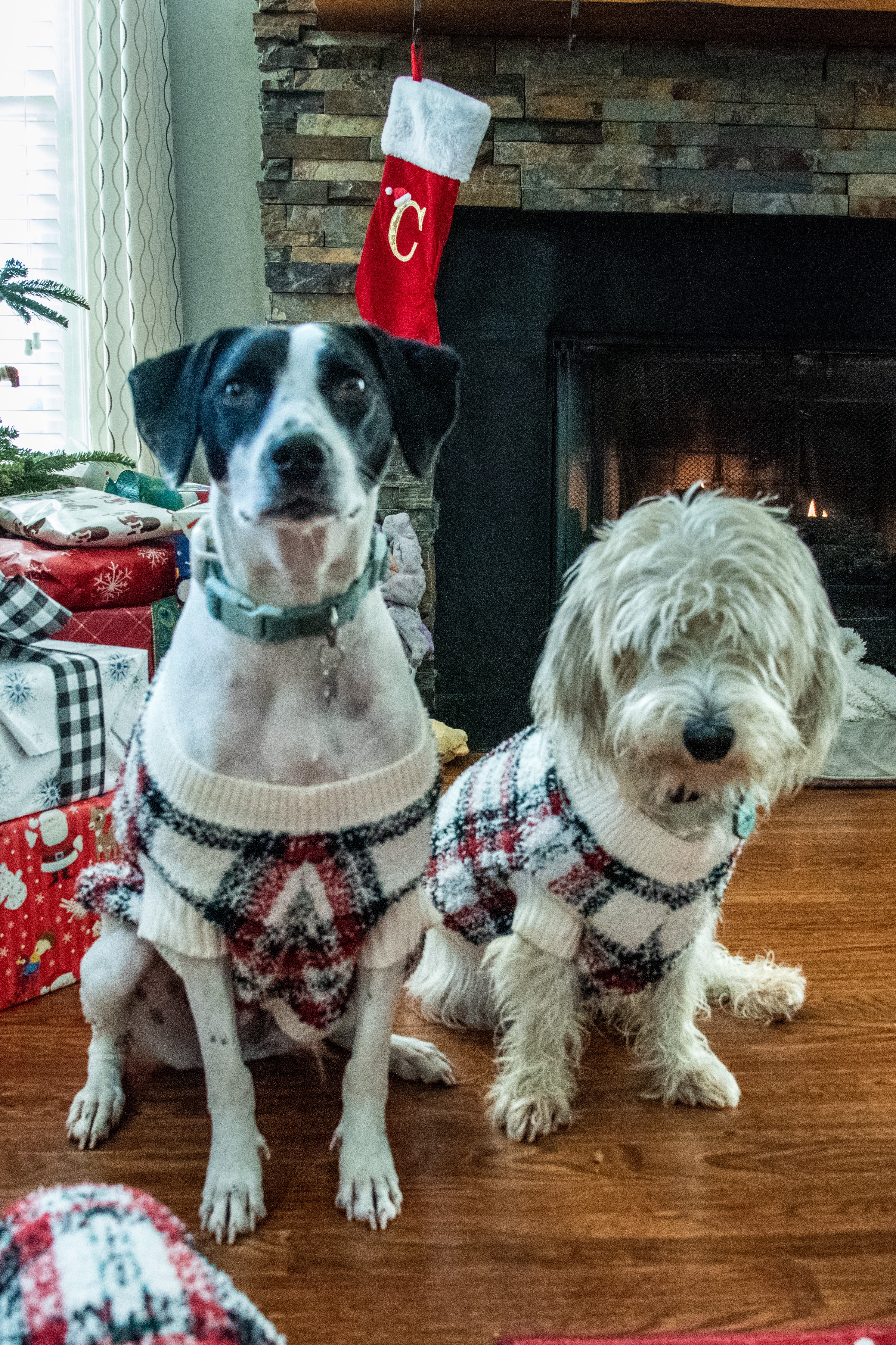 Second Harvest Pet Food Drive campaign photo, 5 of 7
