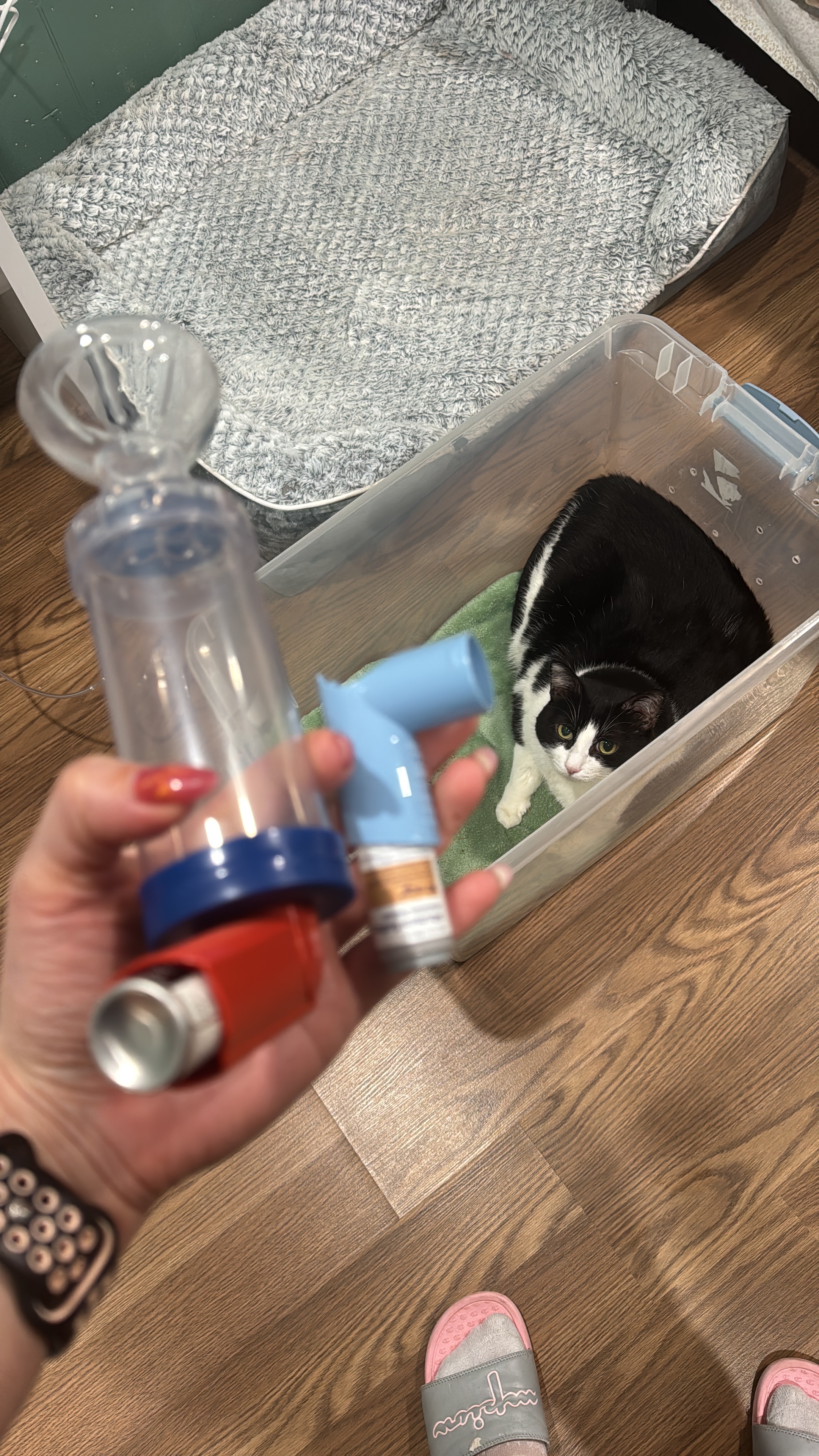 Help Save Anitta: Emergency Care for My Kitten campaign photo, 5 of 6