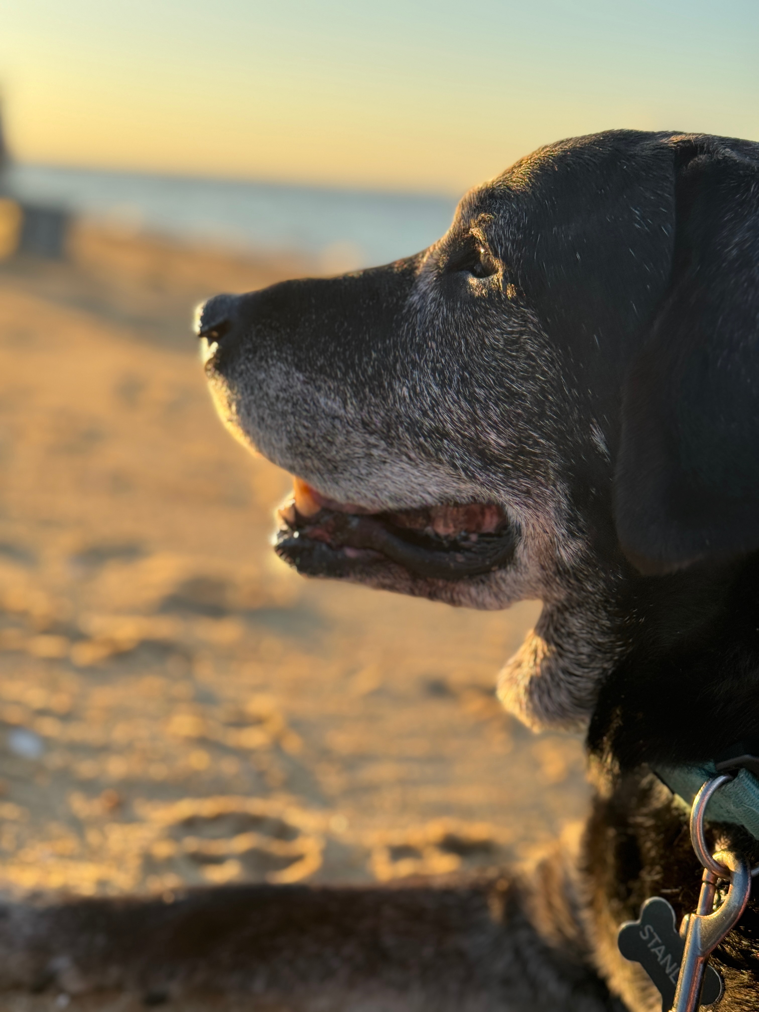Donate to Stanley's Cancer Treatment campaign photo, 2 of 8