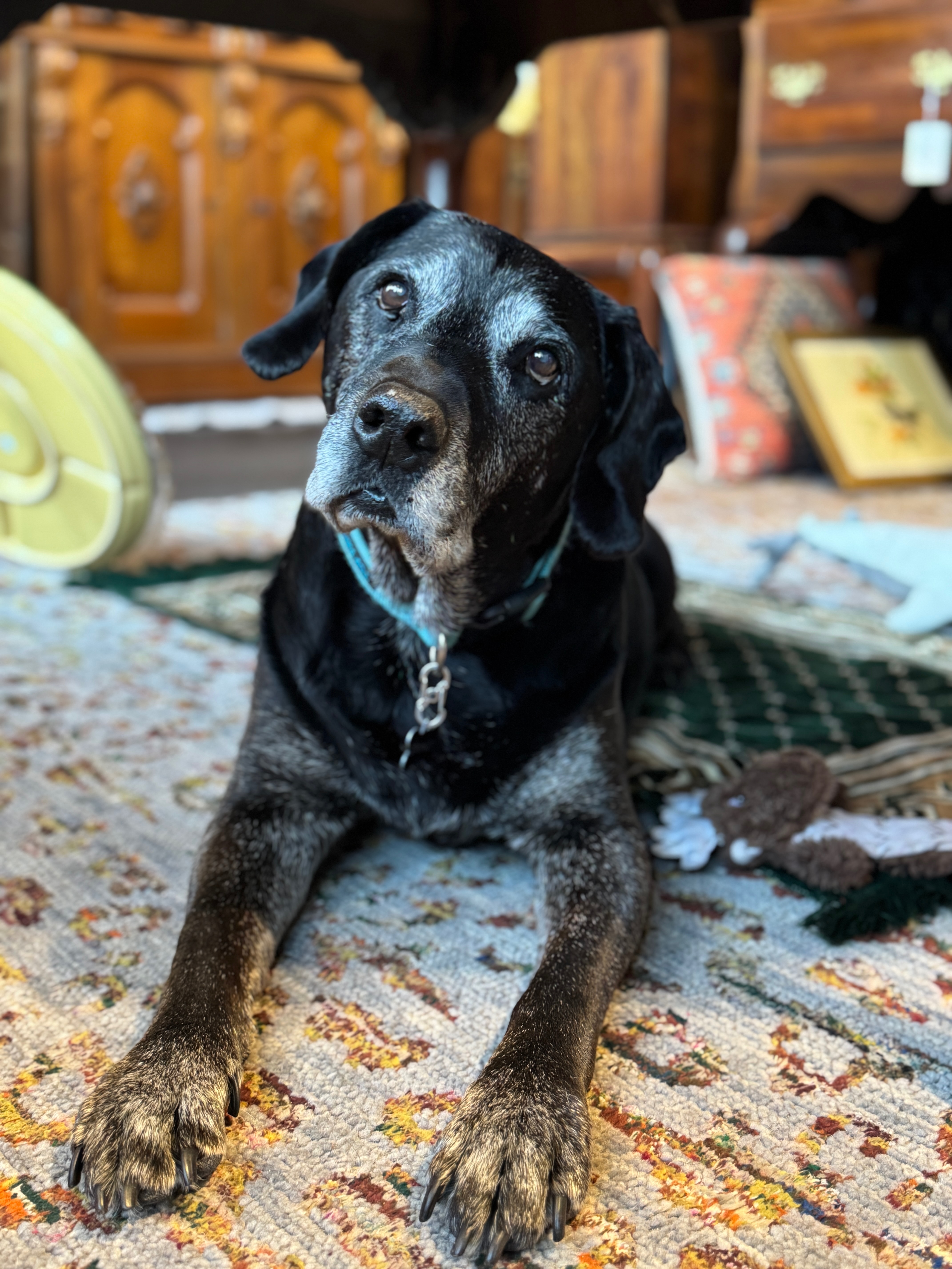 Donate to Stanley's Cancer Treatment campaign photo, 5 of 8