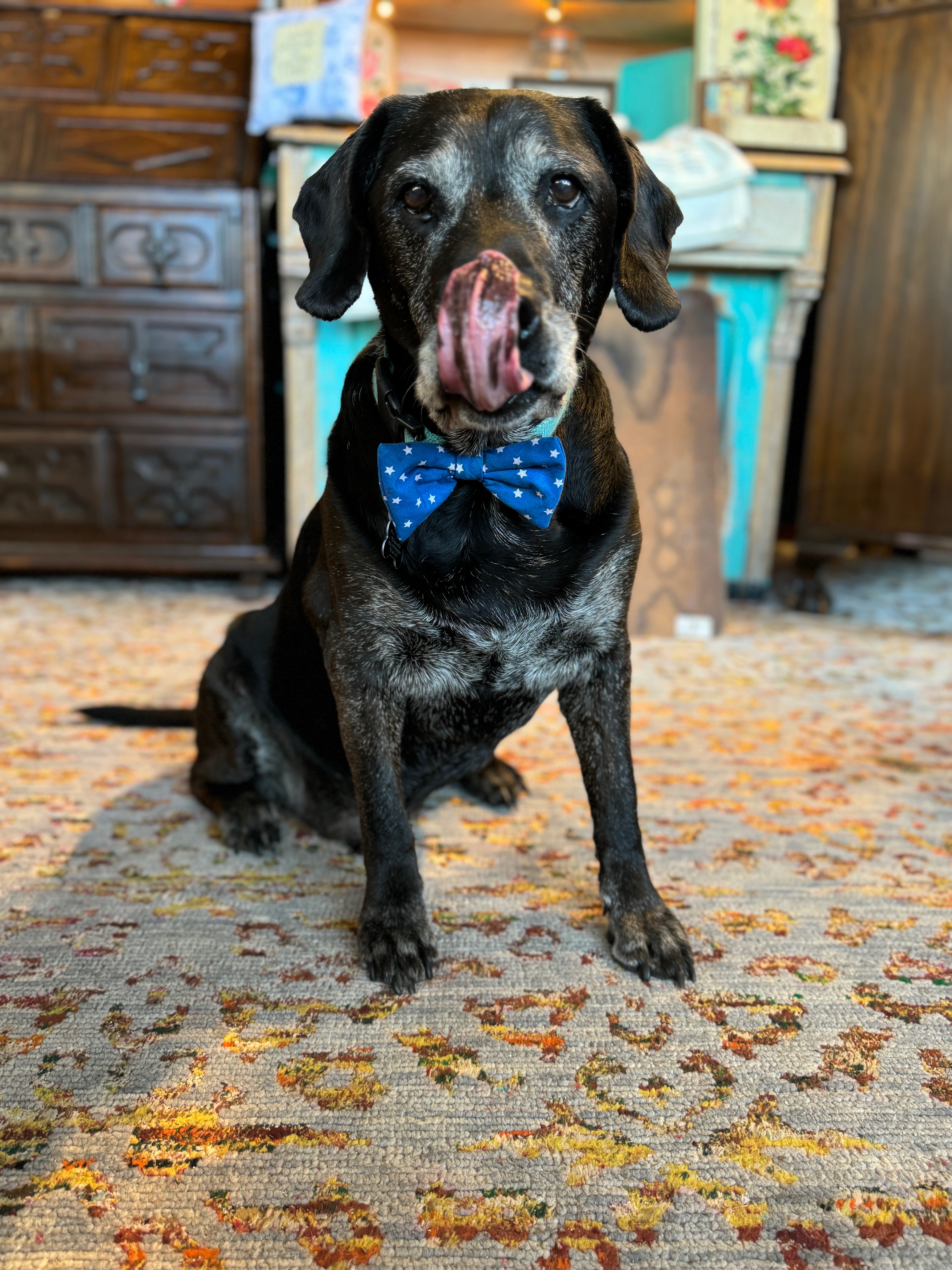 Donate to Stanley's Cancer Treatment campaign photo, 6 of 8