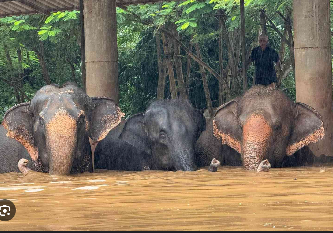 Open Your Heart for Sri Lanka – Rebuild and Stand Together campaign photo, 4 of 8