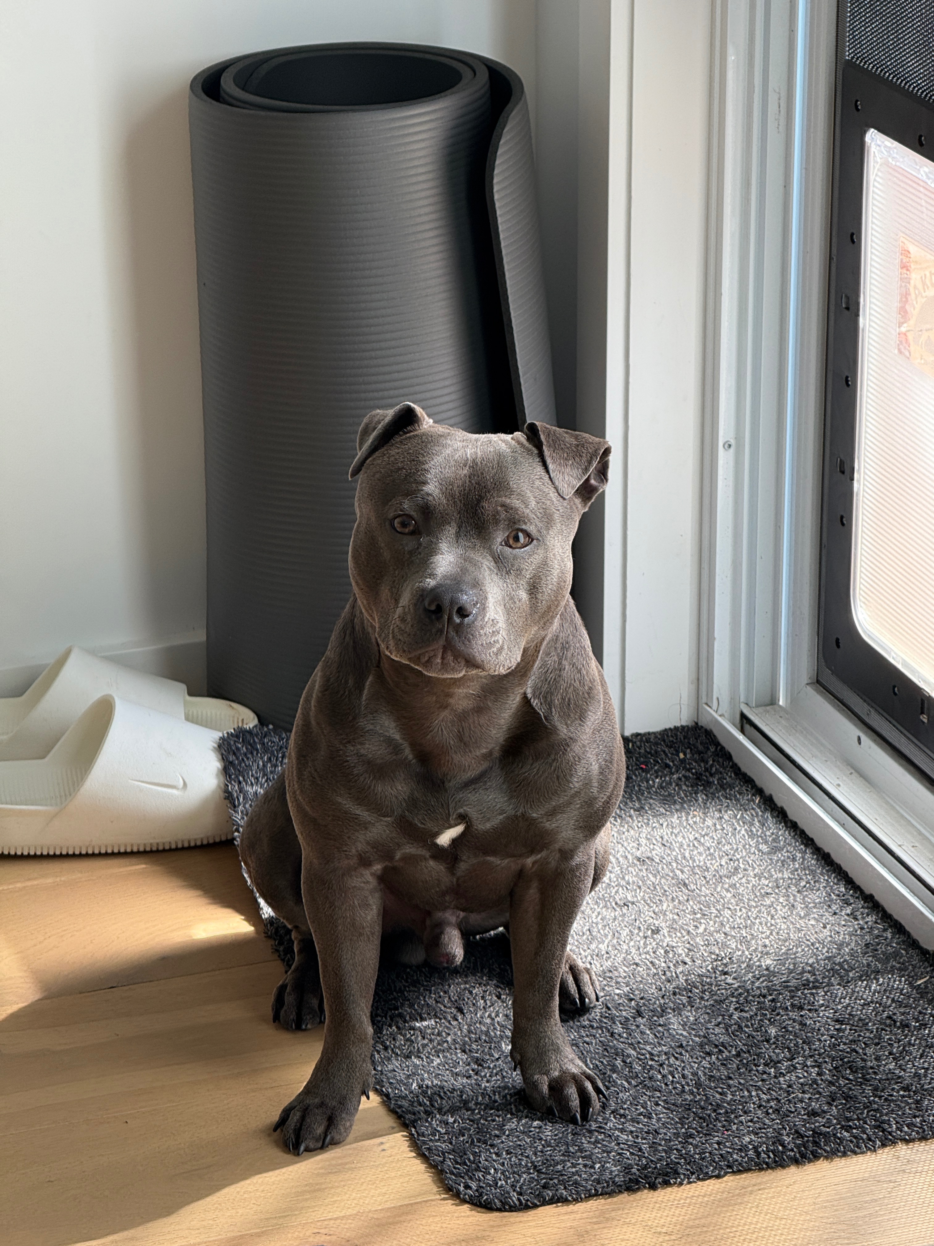 Koa’s Surgery campaign photo, 7 of 8