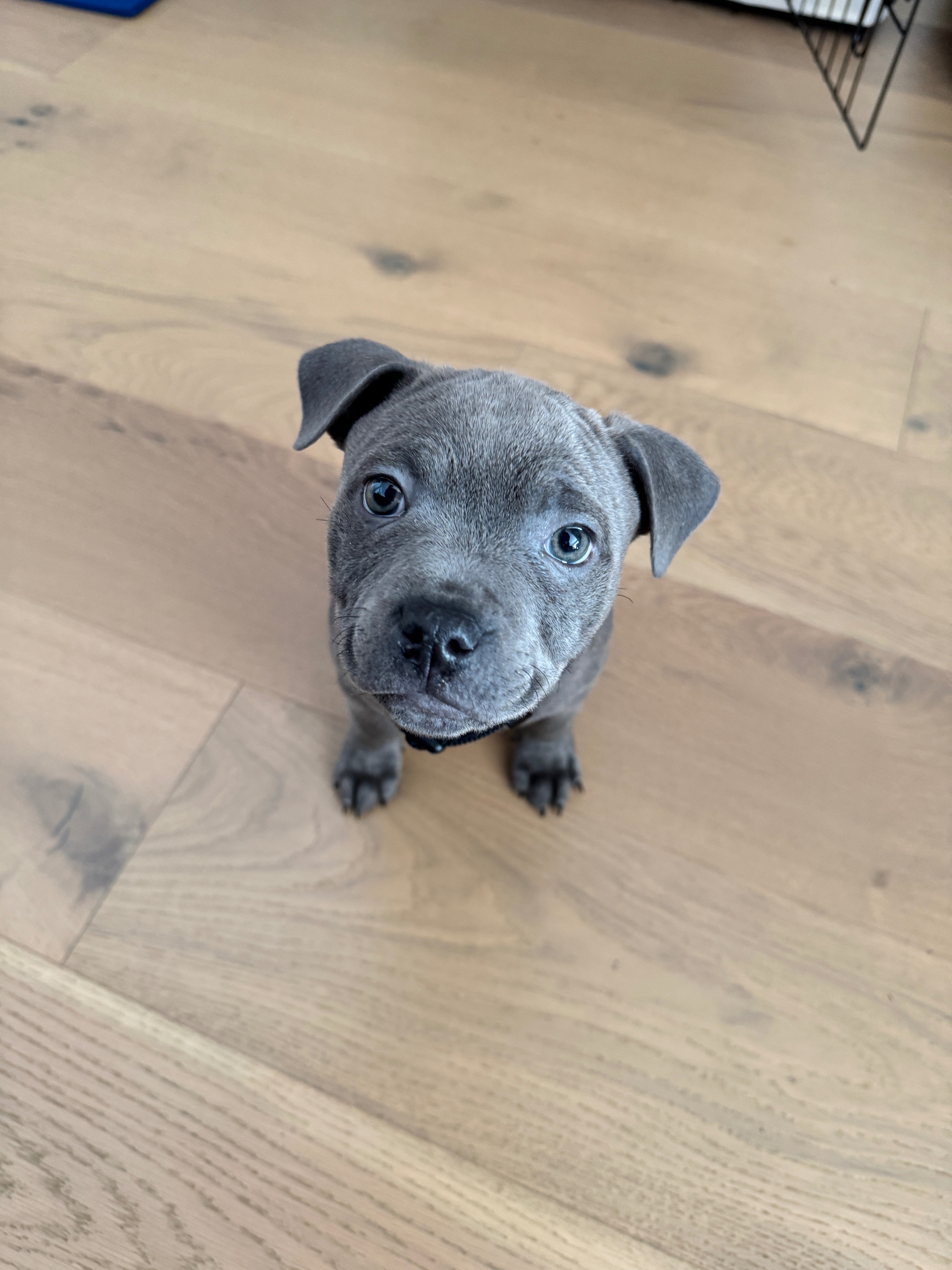 Koa’s Surgery campaign photo, 4 of 8