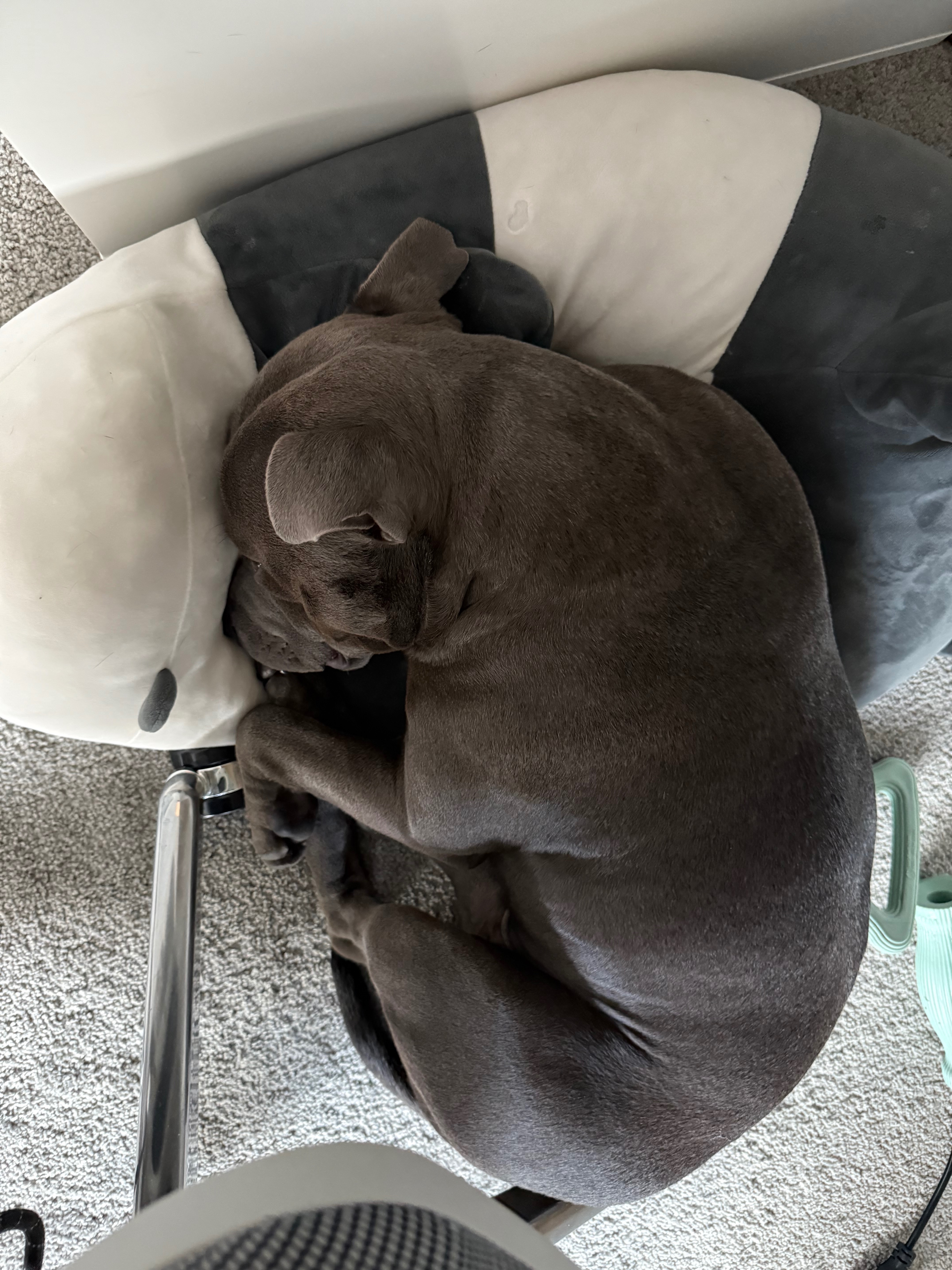 Koa’s Surgery campaign photo, 5 of 8
