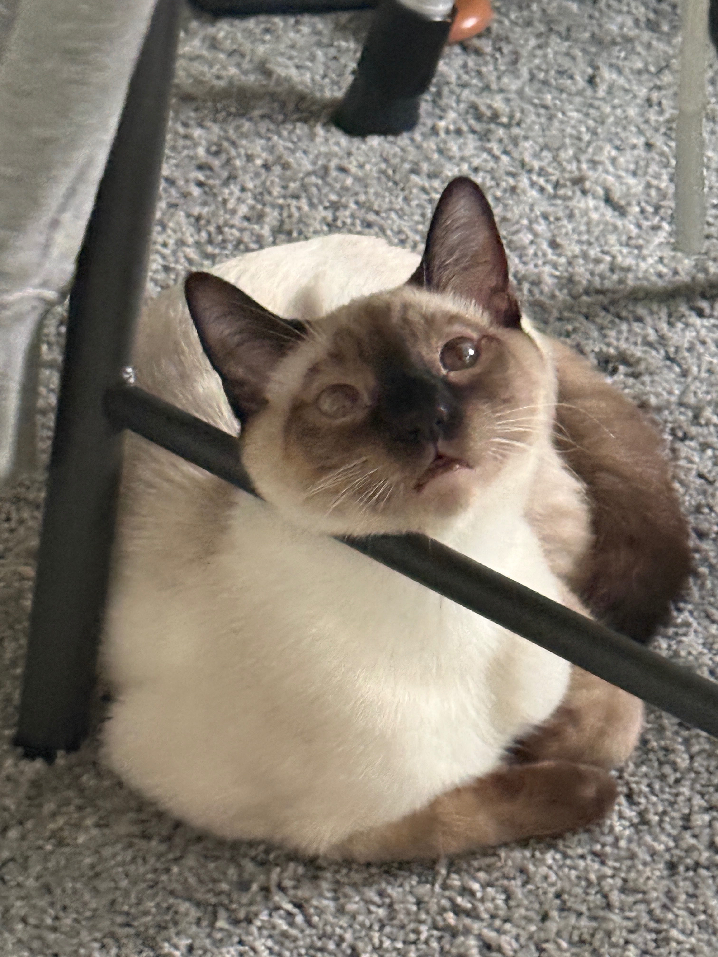Please Help Us Get Our Cats Medical Care campaign photo, 7 of 8