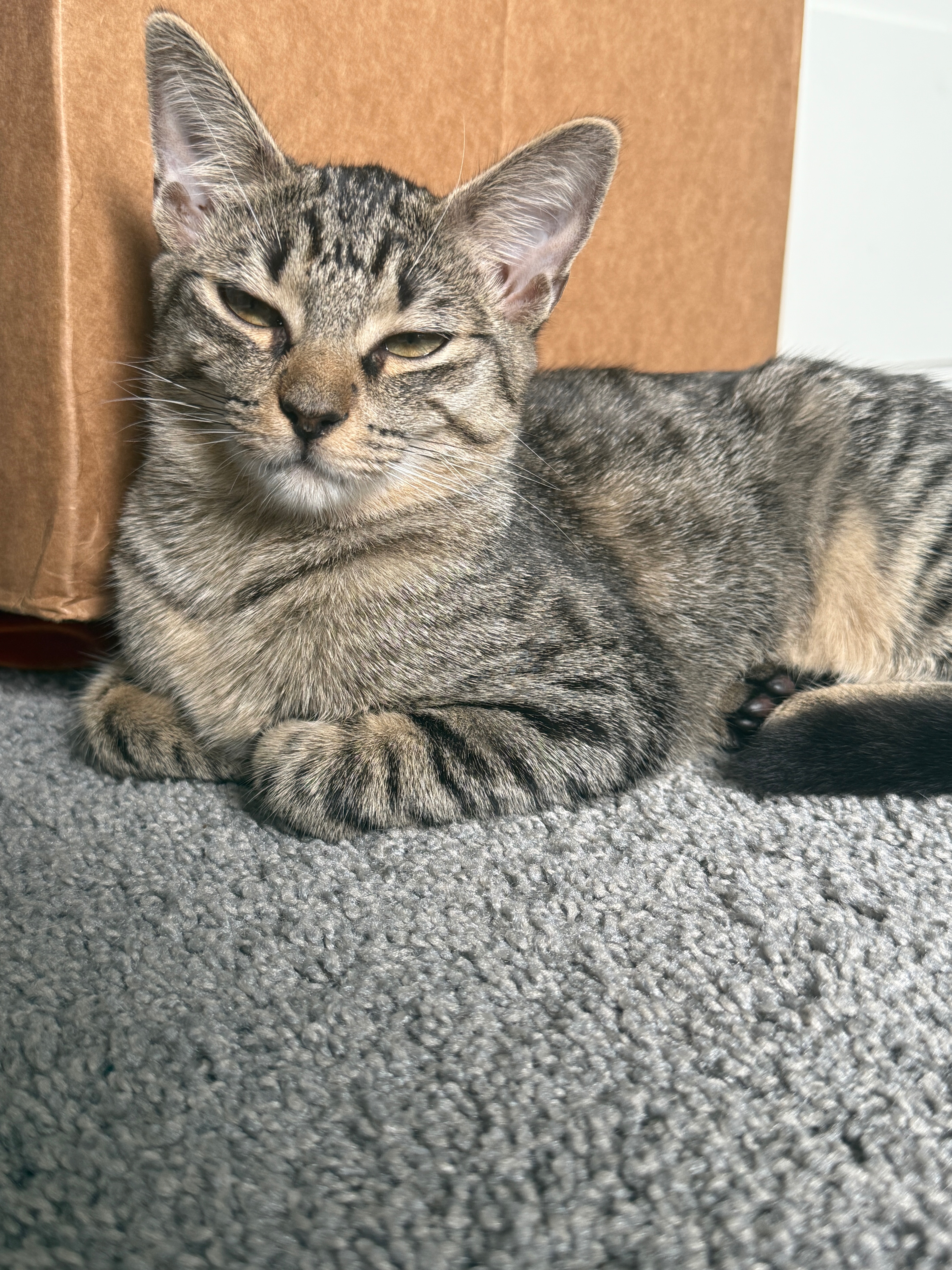 Please Help Us Get Our Cats Medical Care campaign photo, 2 of 8