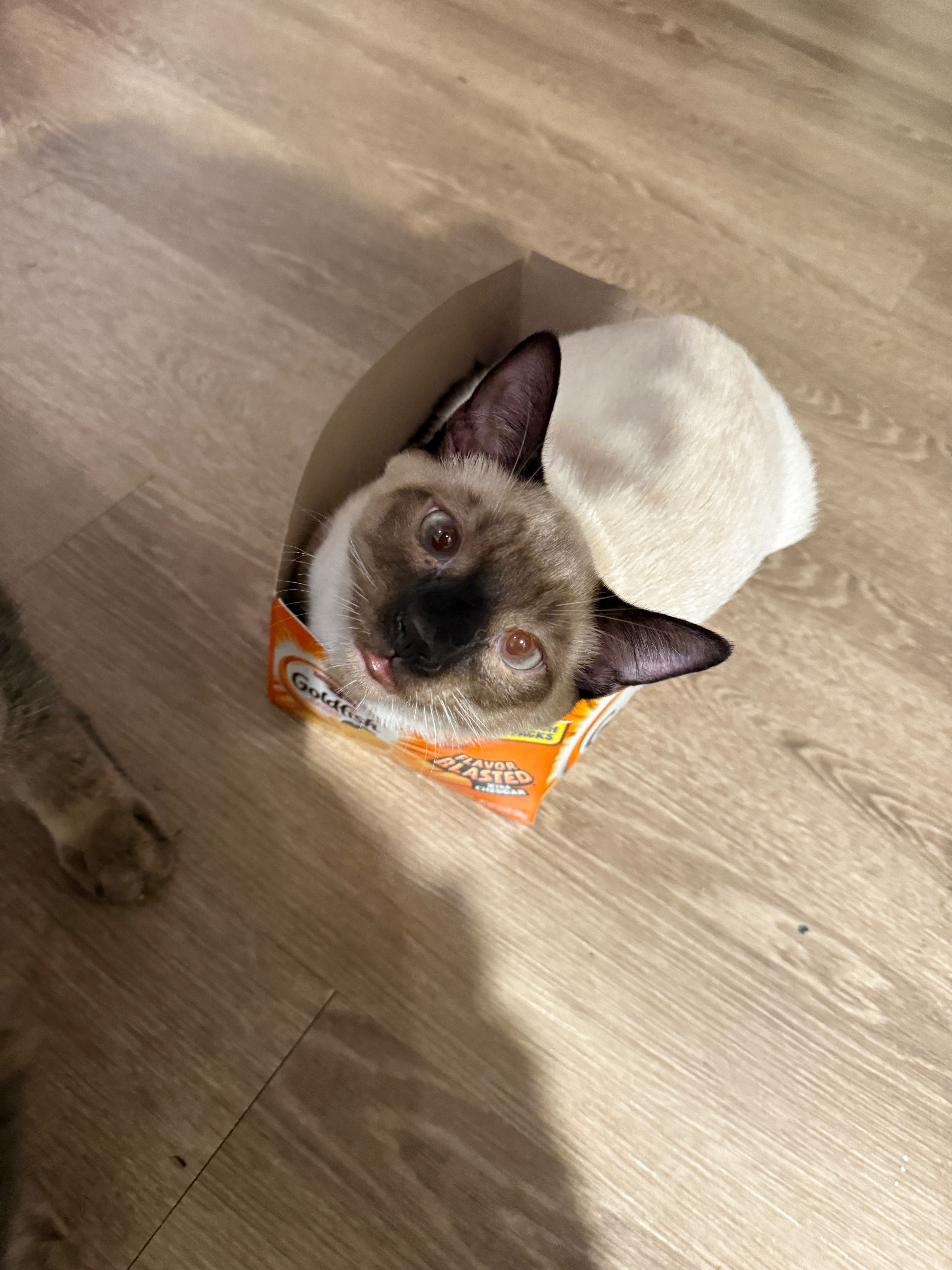 Please Help Us Get Our Cats Medical Care campaign photo, 4 of 8