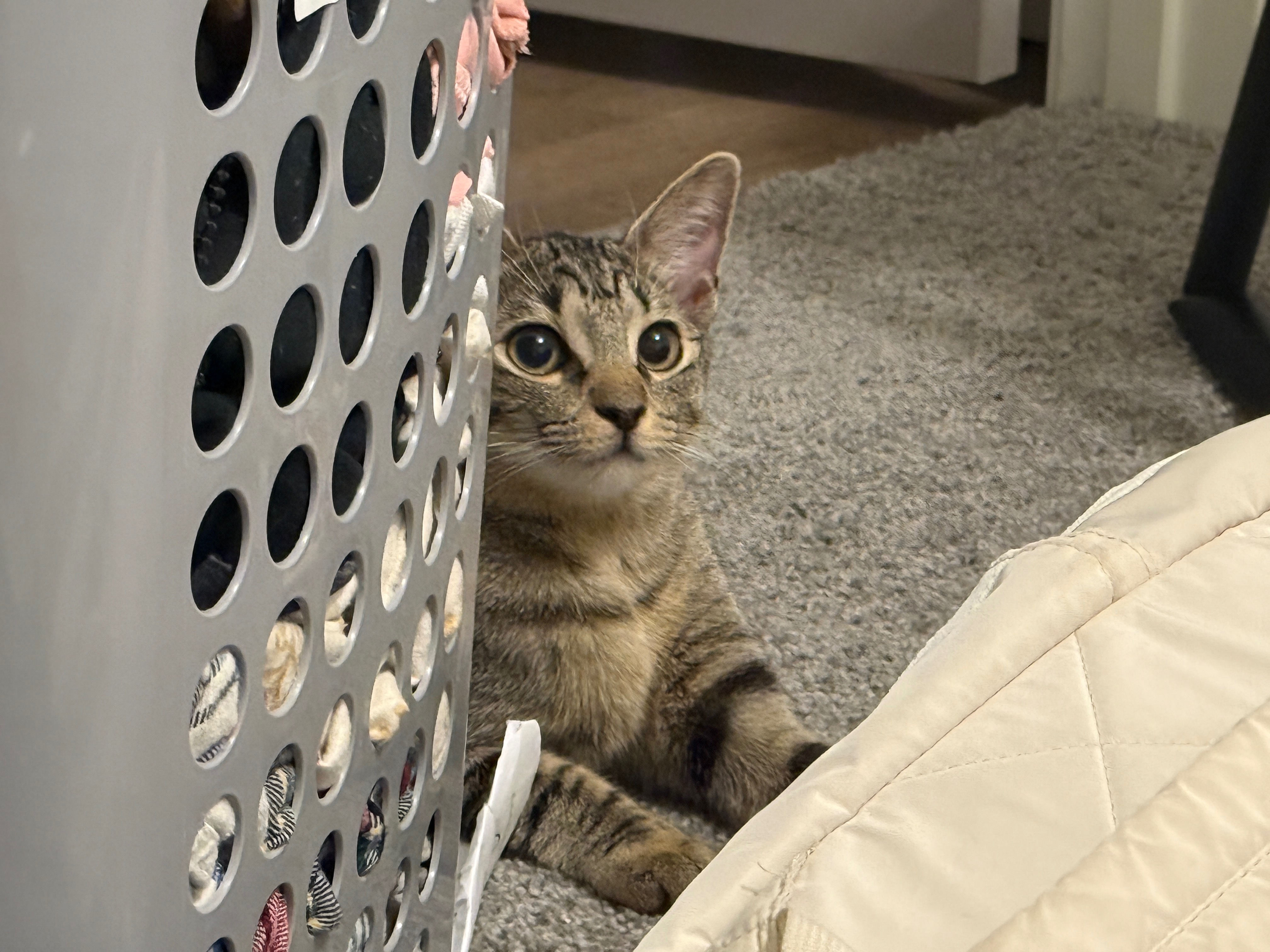 Please Help Us Get Our Cats Medical Care campaign photo, 5 of 8