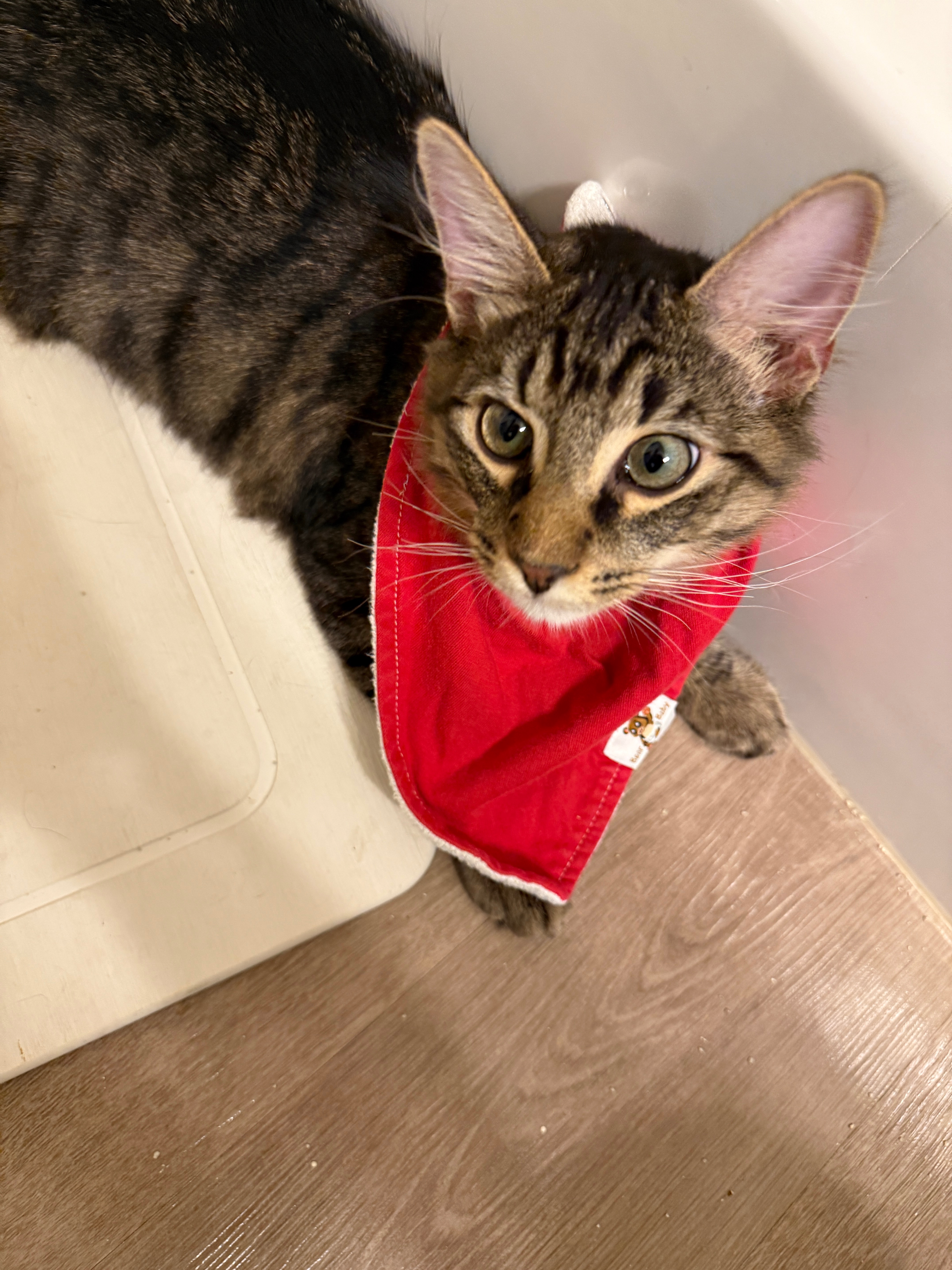 Please Help Us Get Our Cats Medical Care campaign photo, 6 of 8