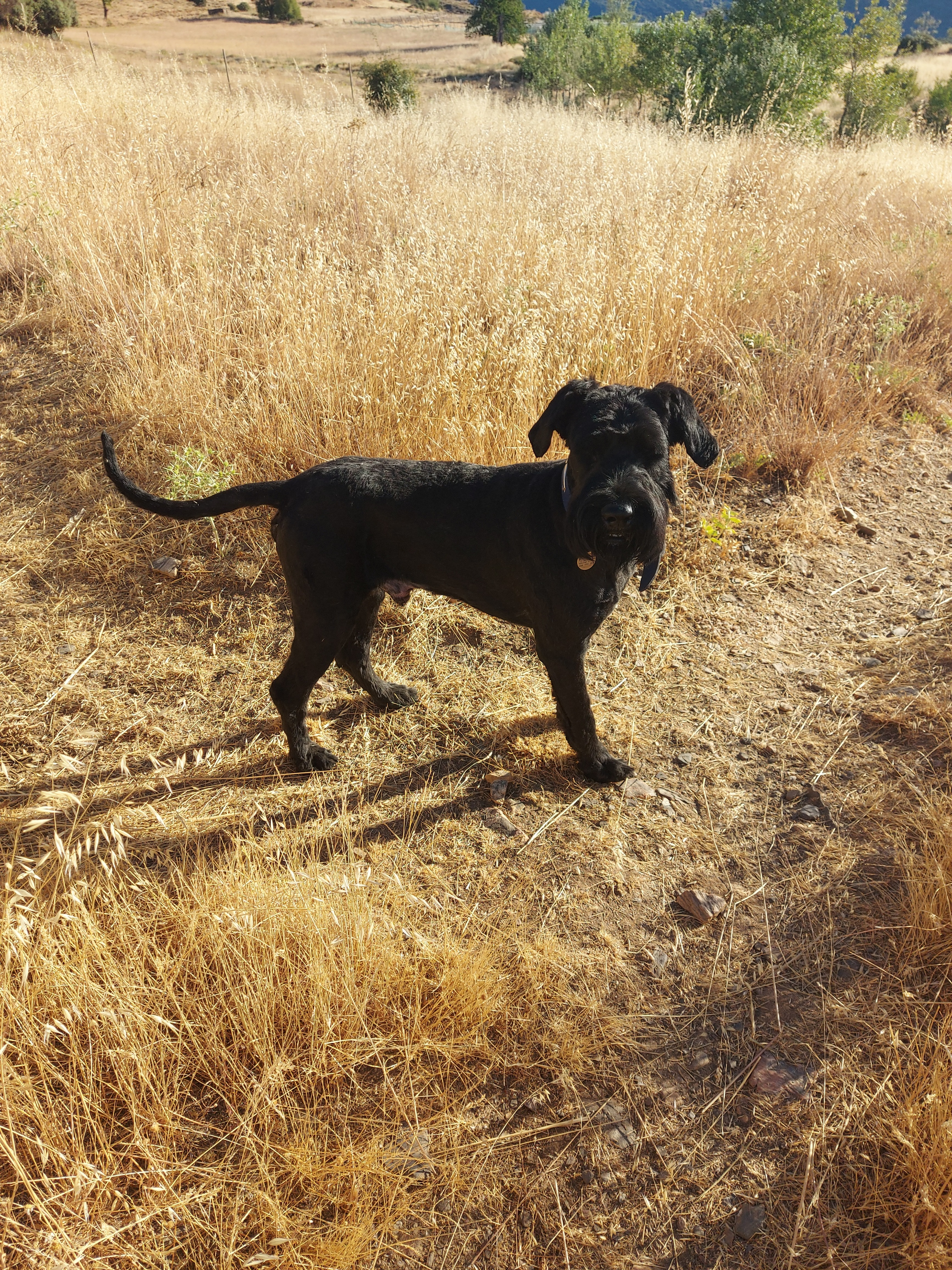 ¡Correr por los animales! Run for the animals! campaign photo, 2 of 6