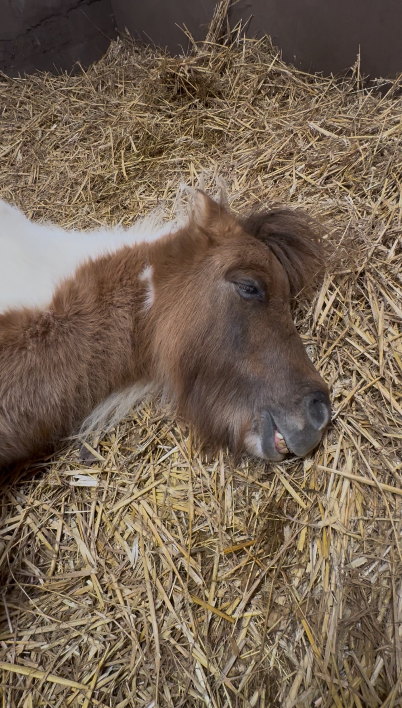 Help Save Our Beloved Shetland Ted campaign photo, 6 of 7