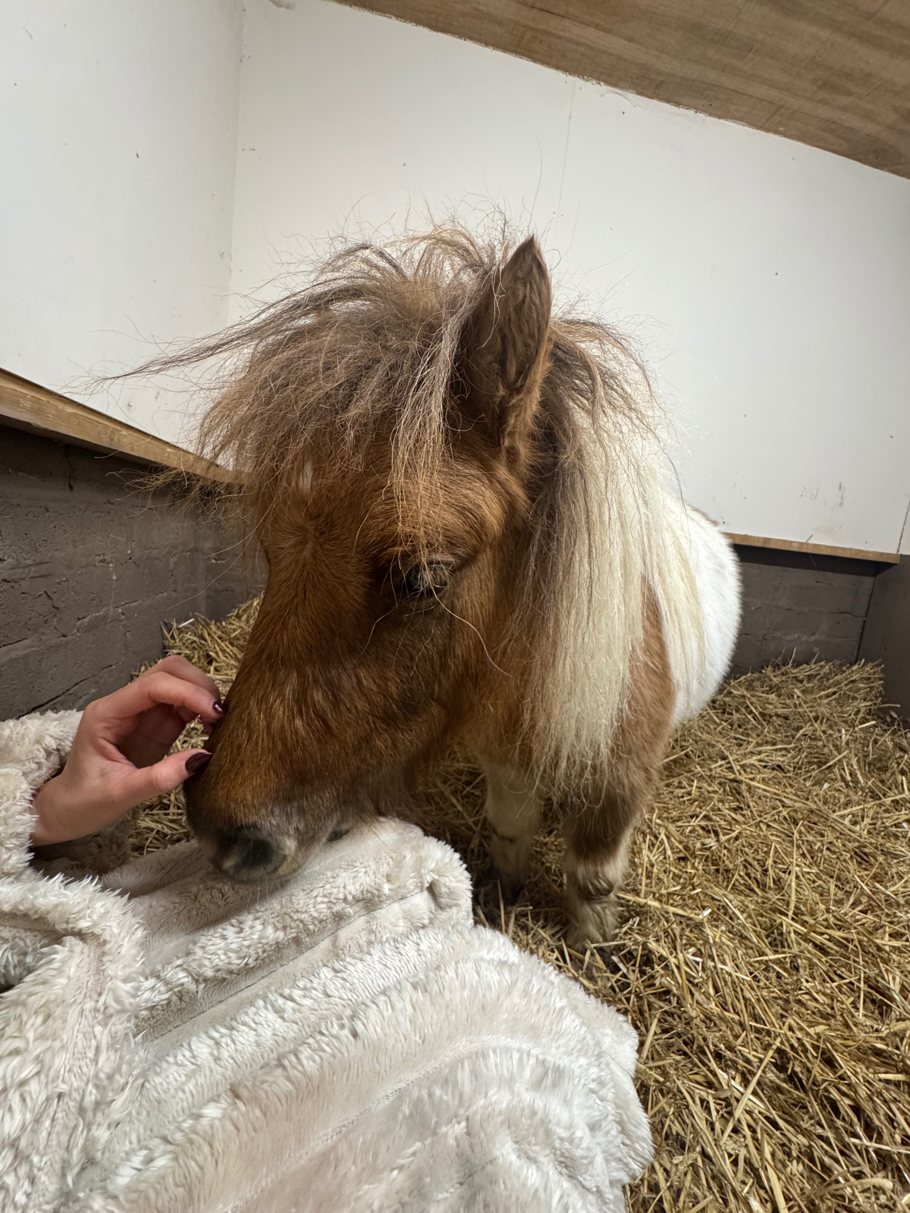 Help Save Our Beloved Shetland Ted campaign photo, 2 of 7