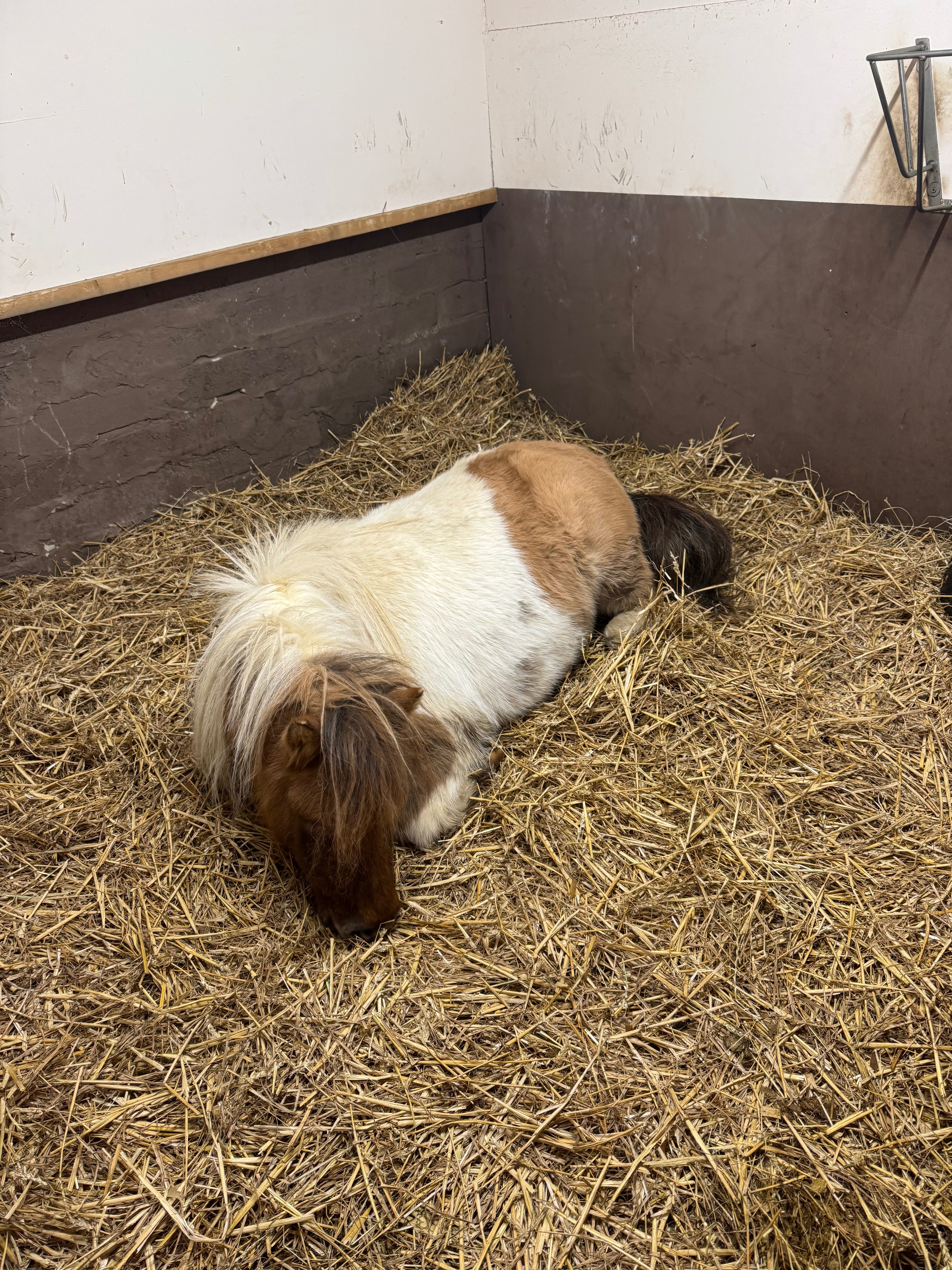 Help Save Our Beloved Shetland Ted campaign photo, 5 of 7